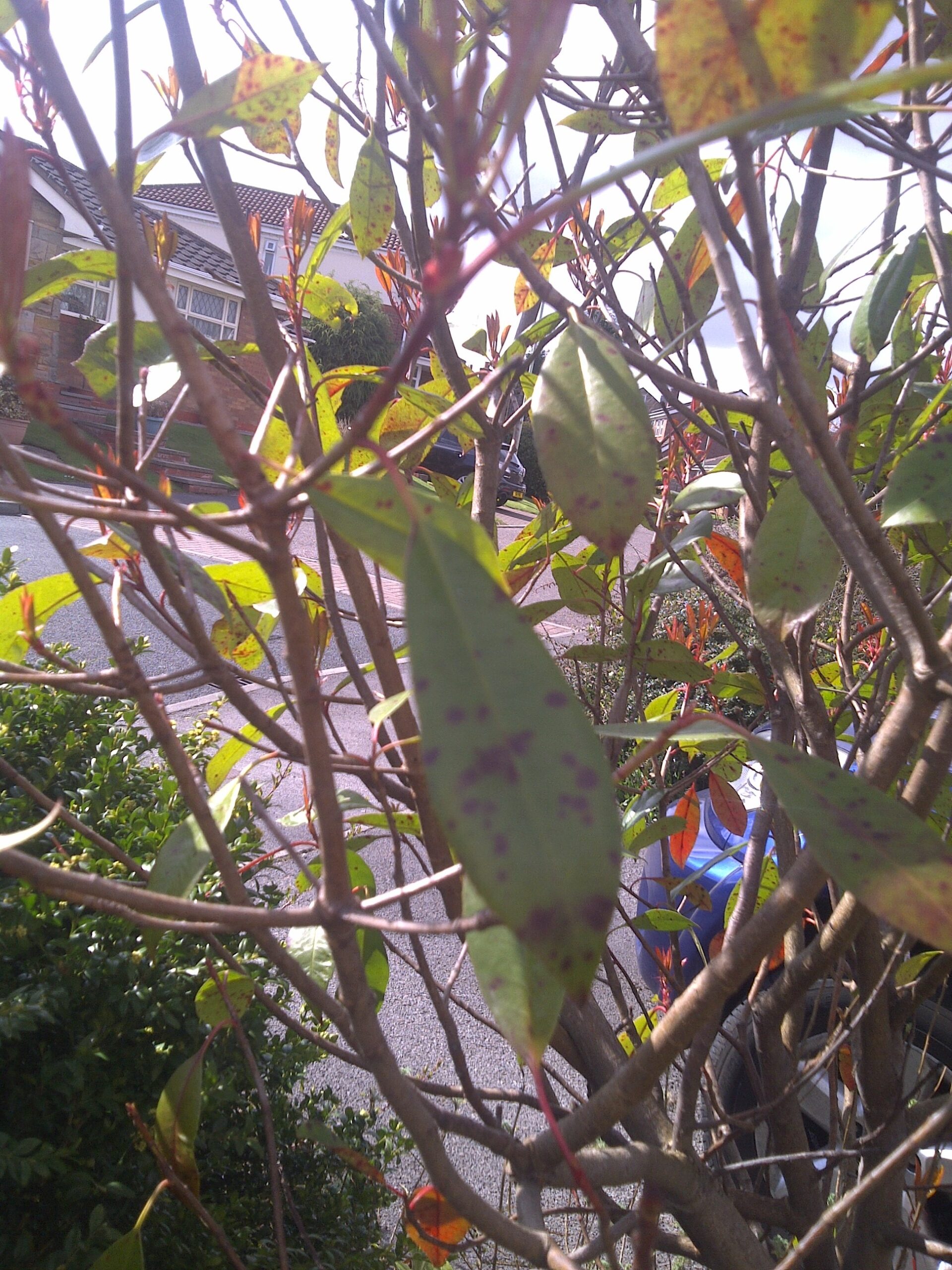 Sickly Photinia