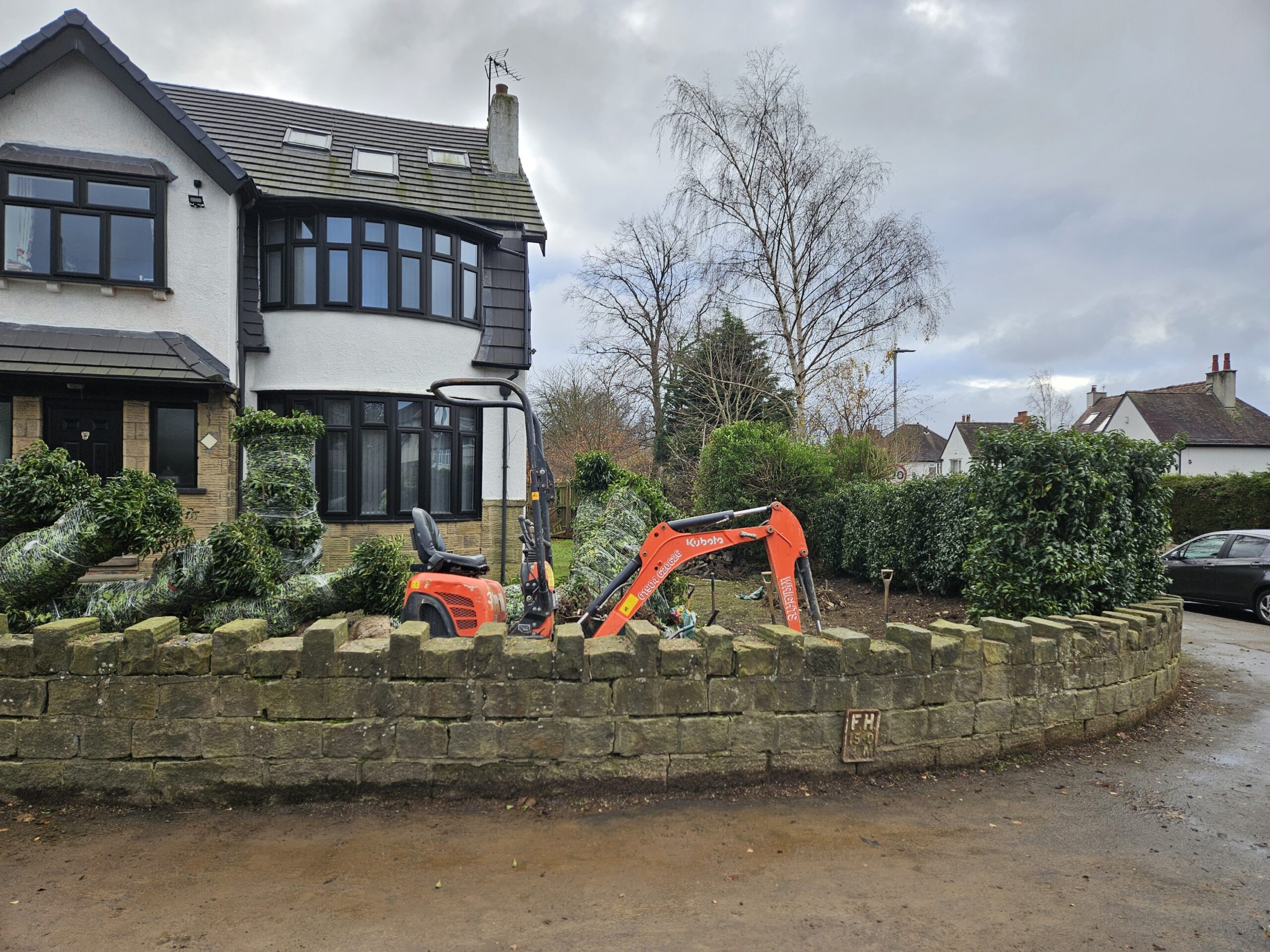 Planting a Portuguese Laurel hedge