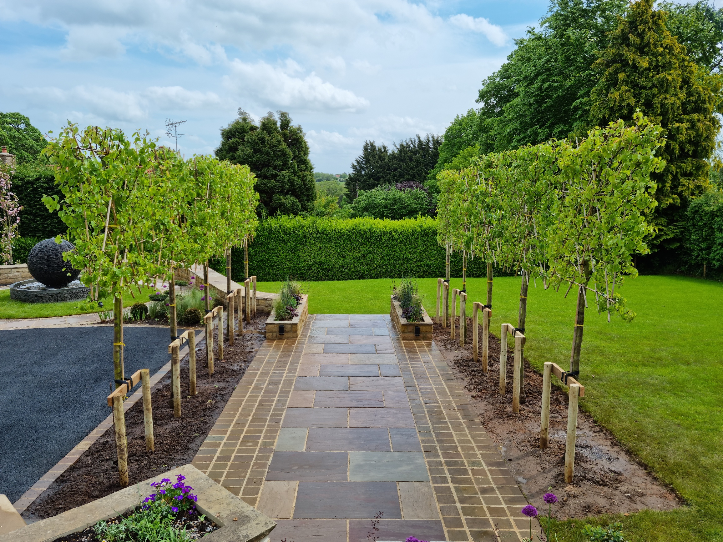 Pyrus Chanticlear Pleached