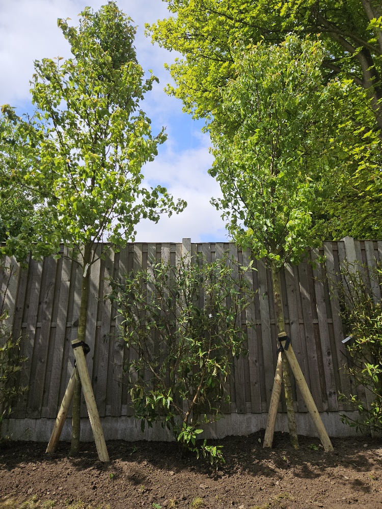Pyrus underplanted with Cotoneaster