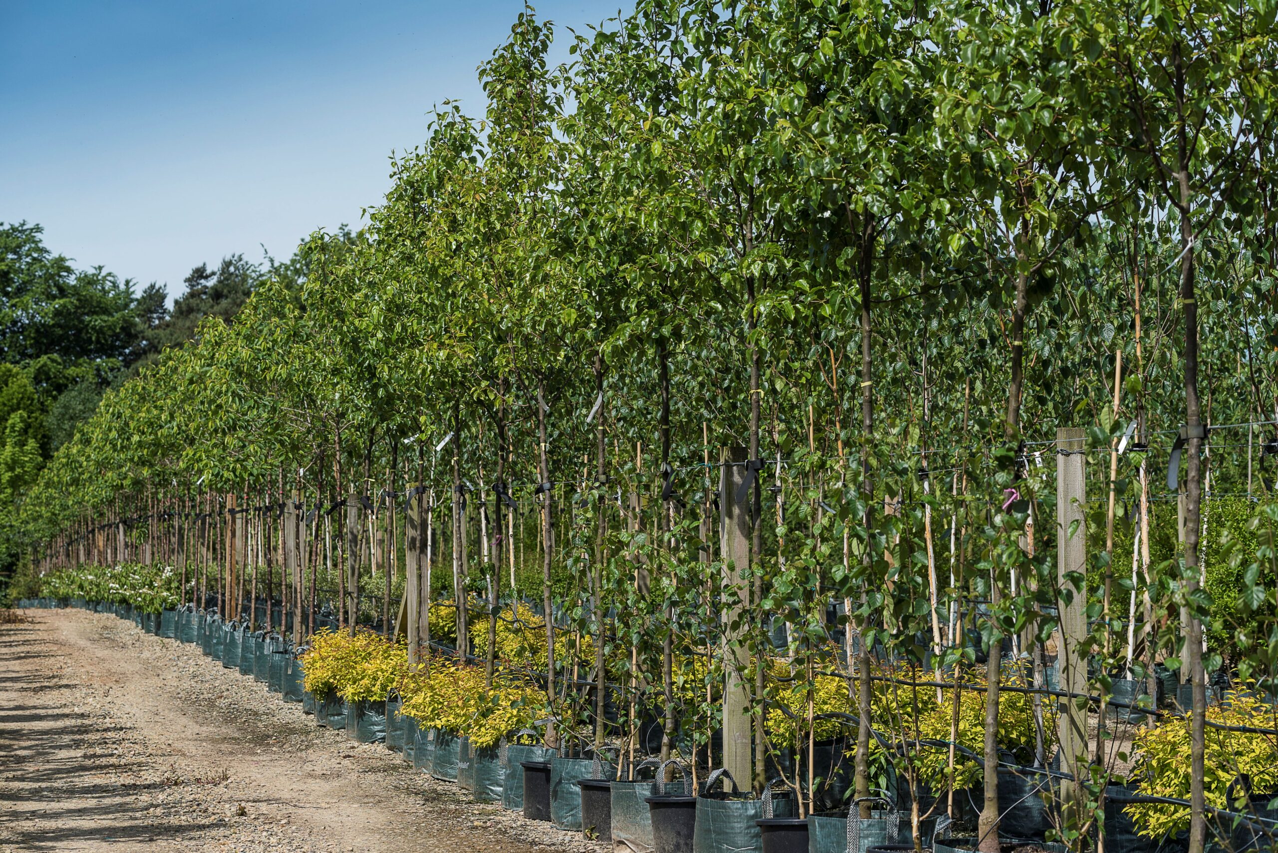 Pyrus Chanticlear