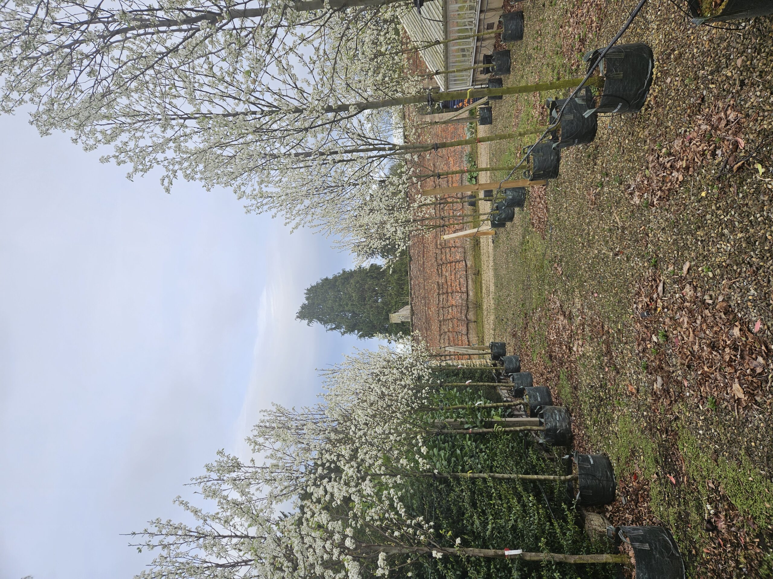 Pyrus calleryana Chanticlear blossom