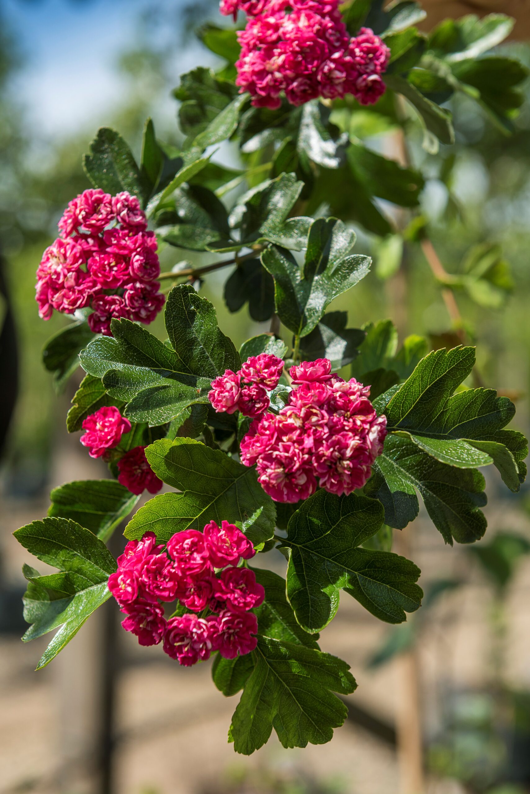 Crataegus Pauls Scarlet blossom