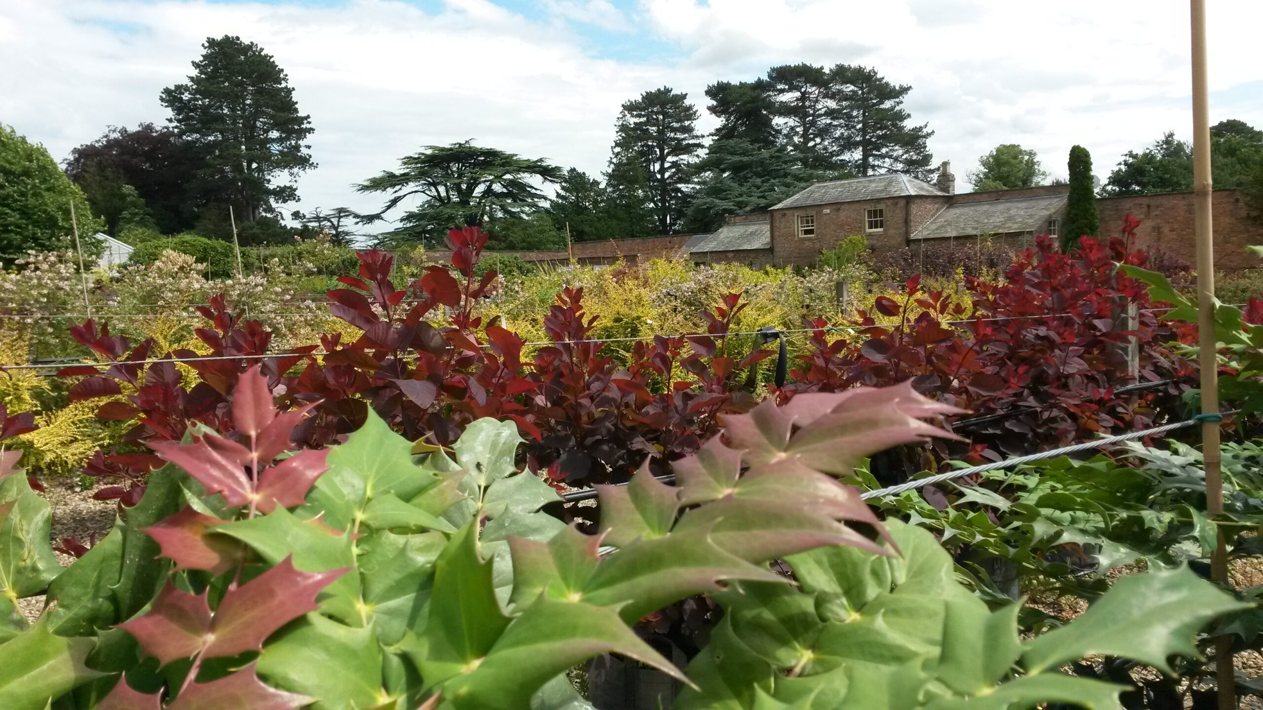 Shrub nursery