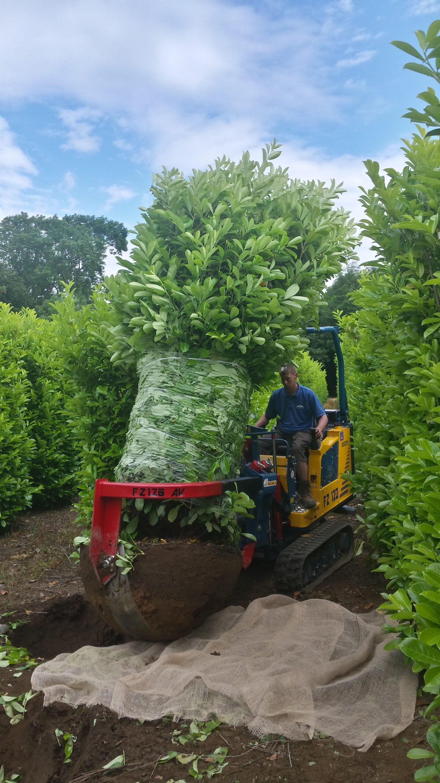 Digging rootballed hedge plants