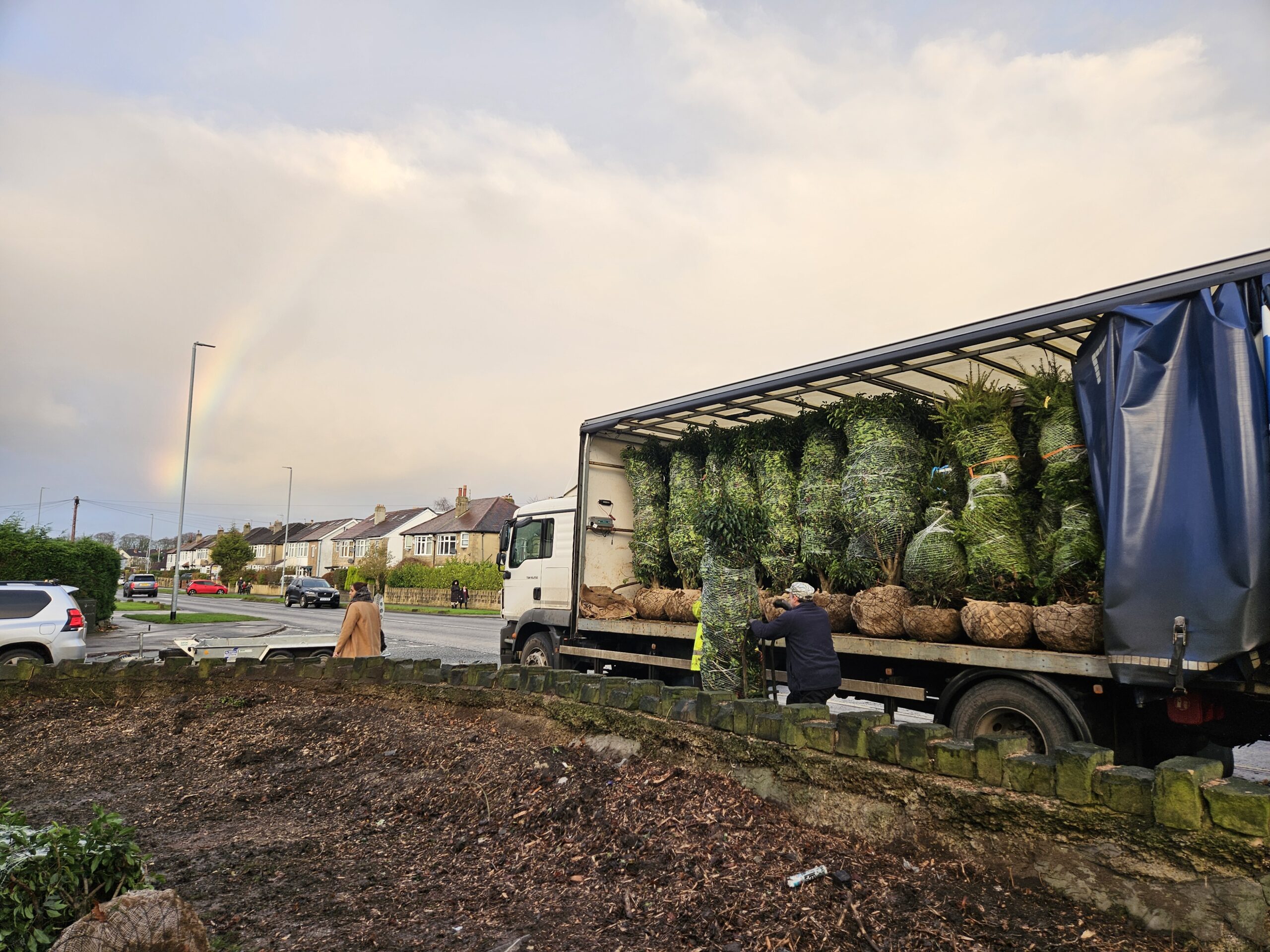 Delivering rootballed hedge plants