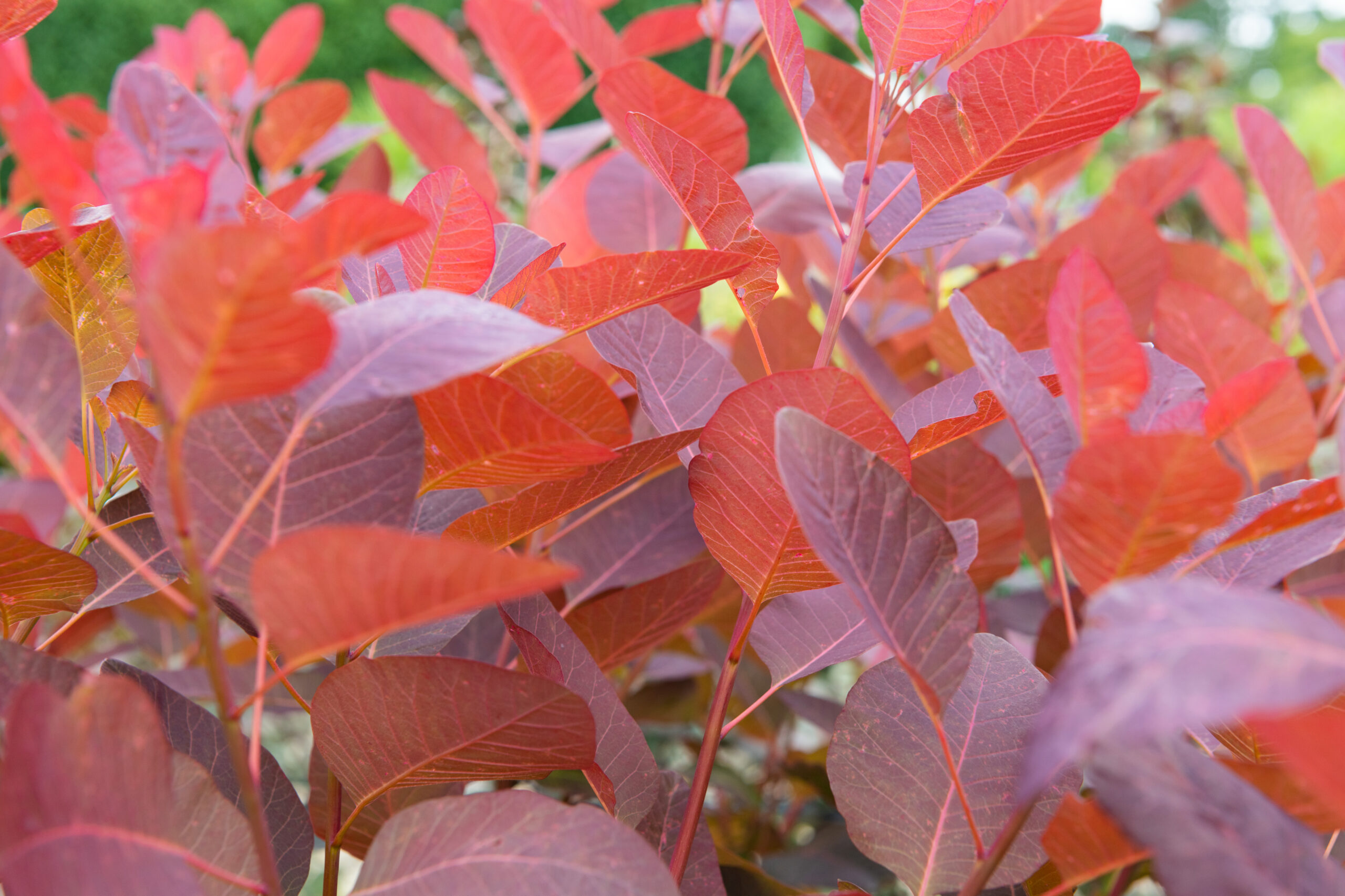 Cotinus Grace