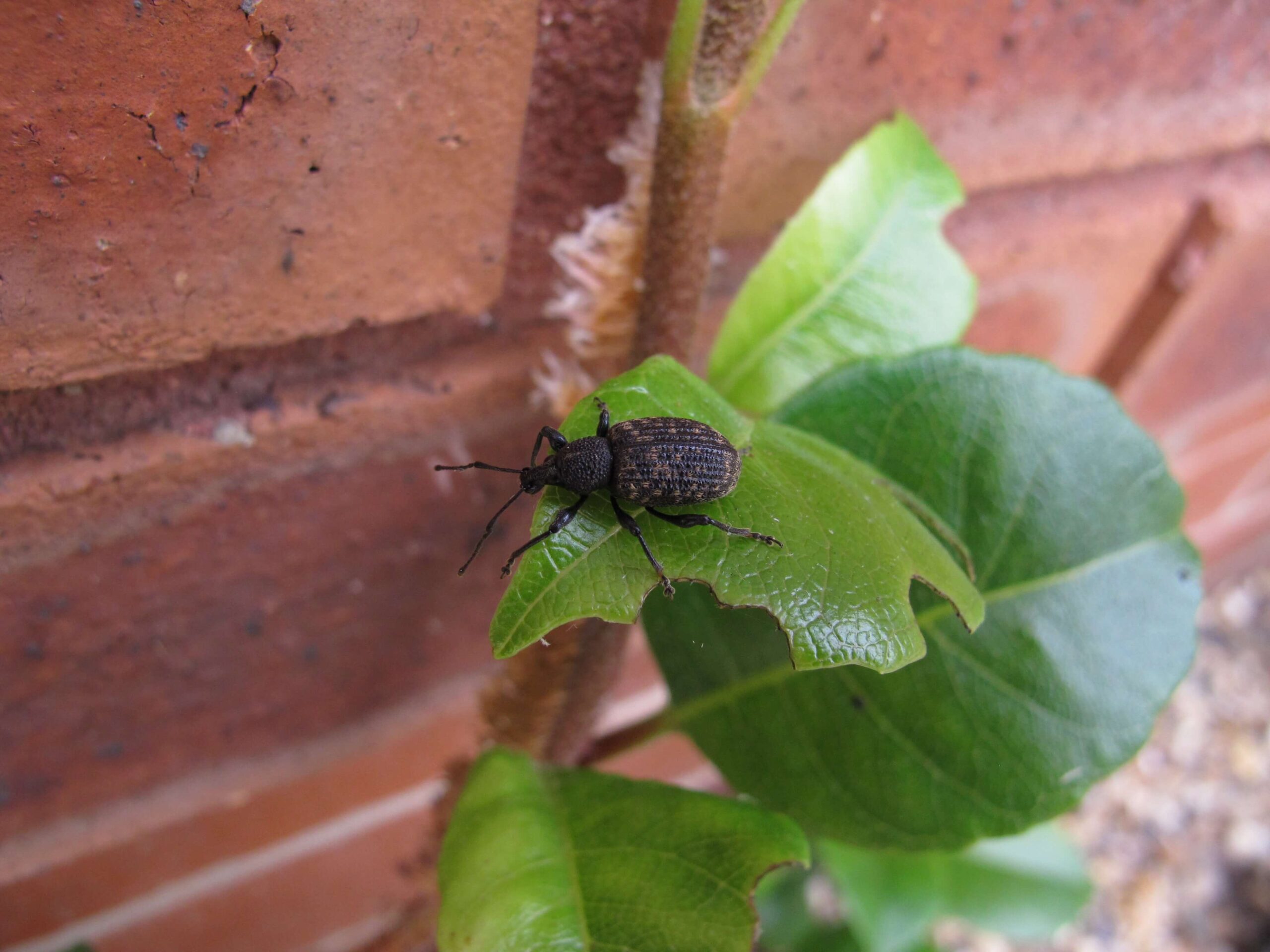 picture of adult vine weevil beetle