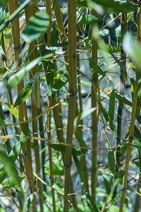 Plant stems close up