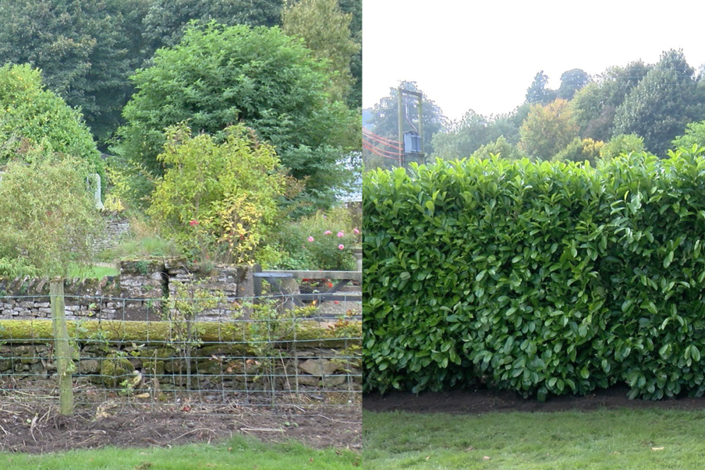 Laurel Blocks Before and After