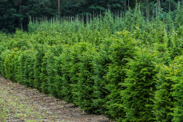 Yew hedge plants