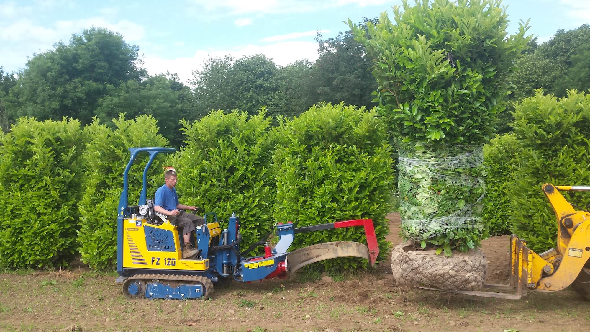 Digging three metre laurels