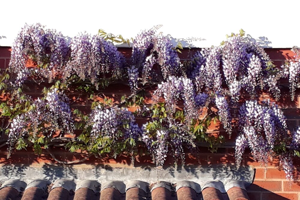 Wisteria