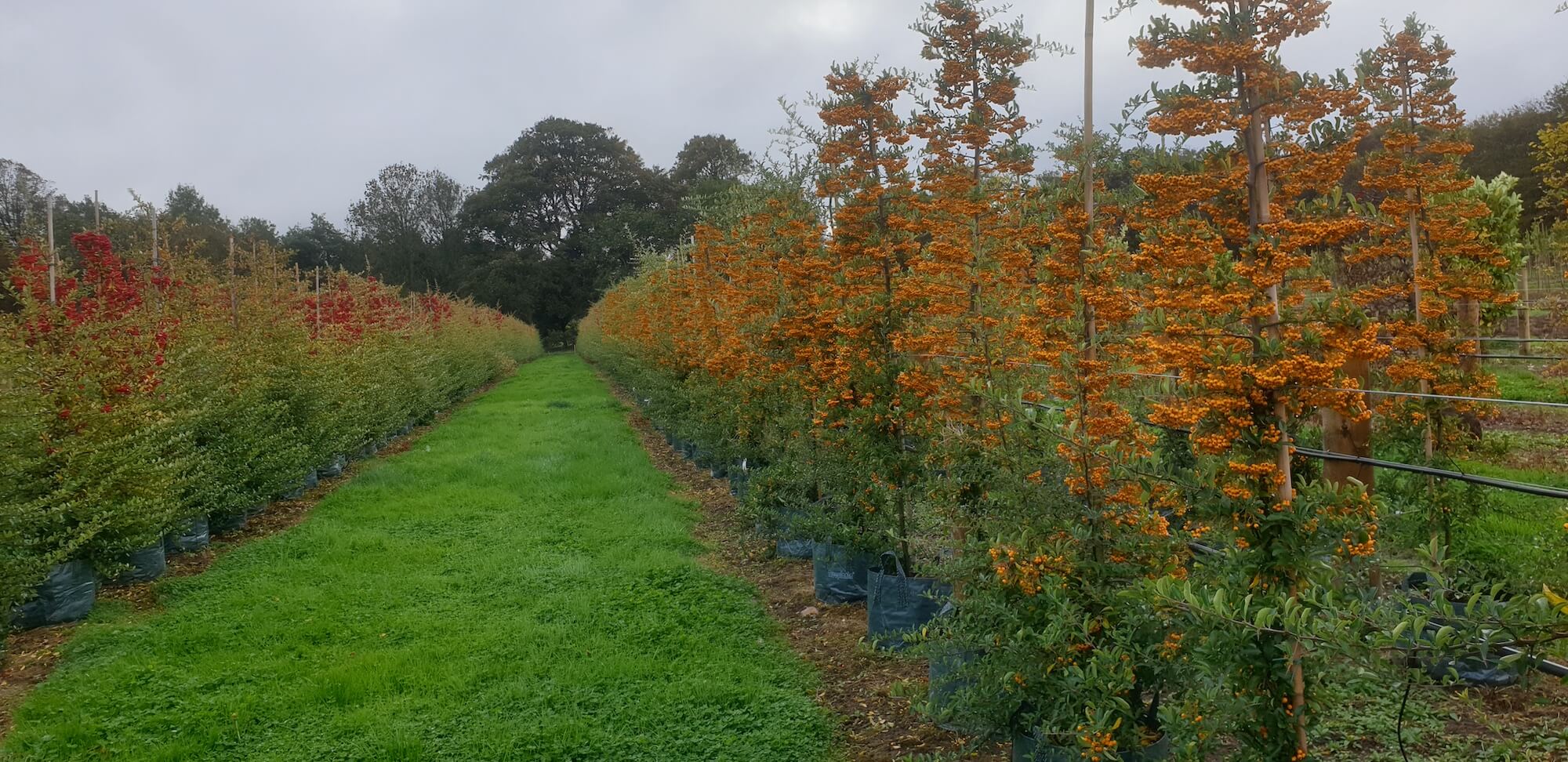 Evergreen Firethorn plants - Carpinus betulus Frans Fontaine