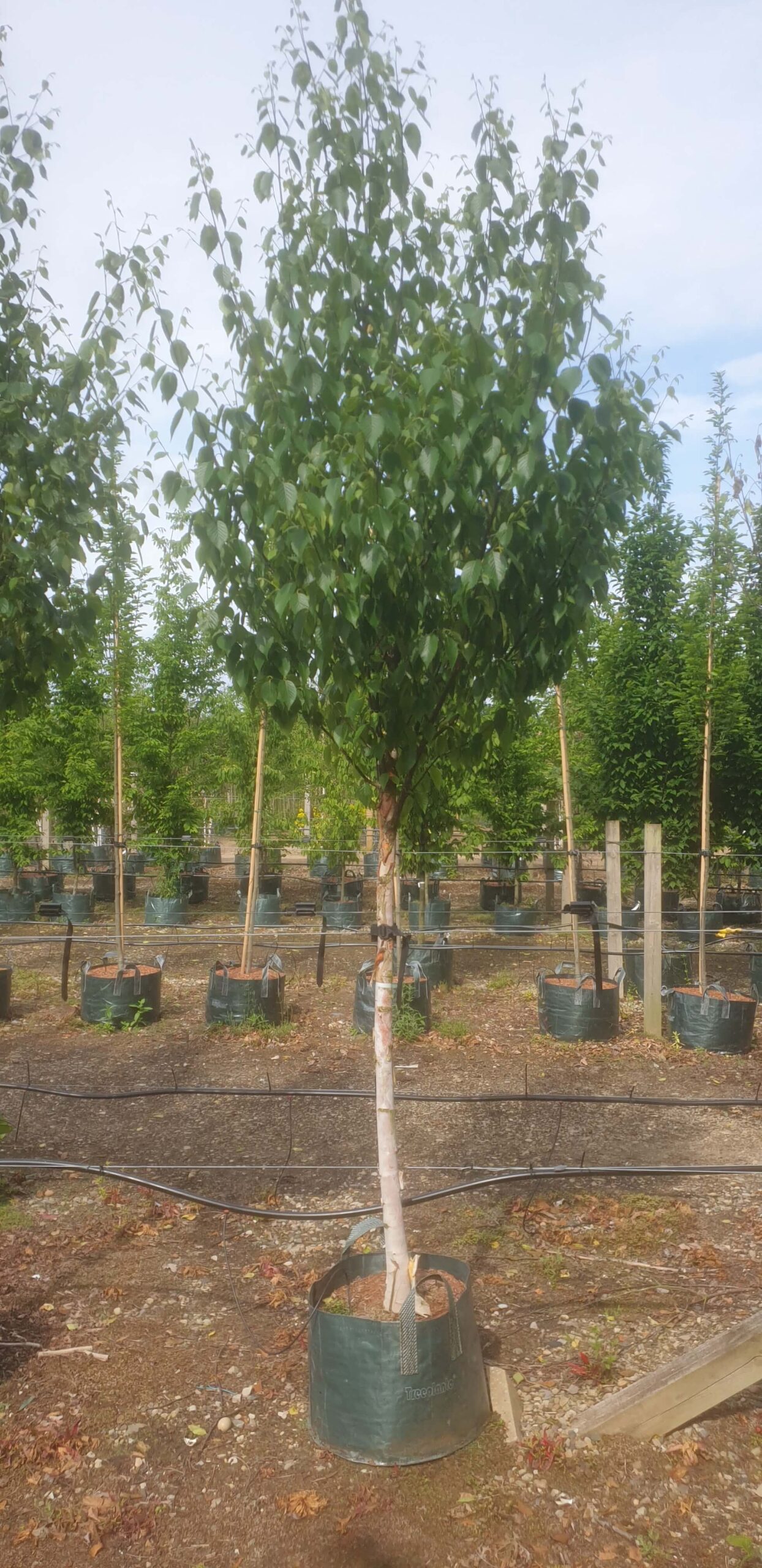 Chinese birch tree