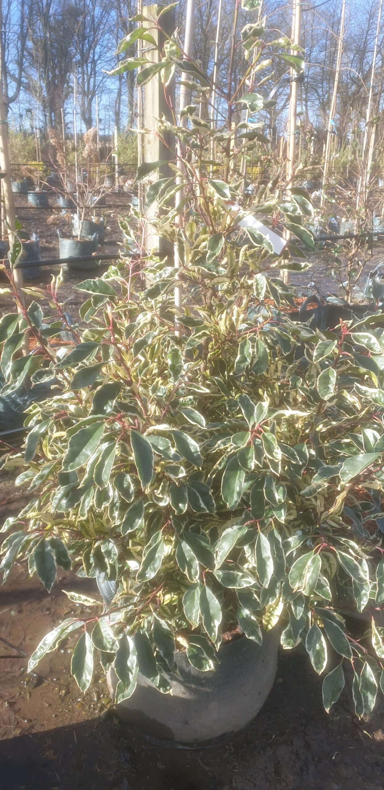 Variegated Portuguese laurel