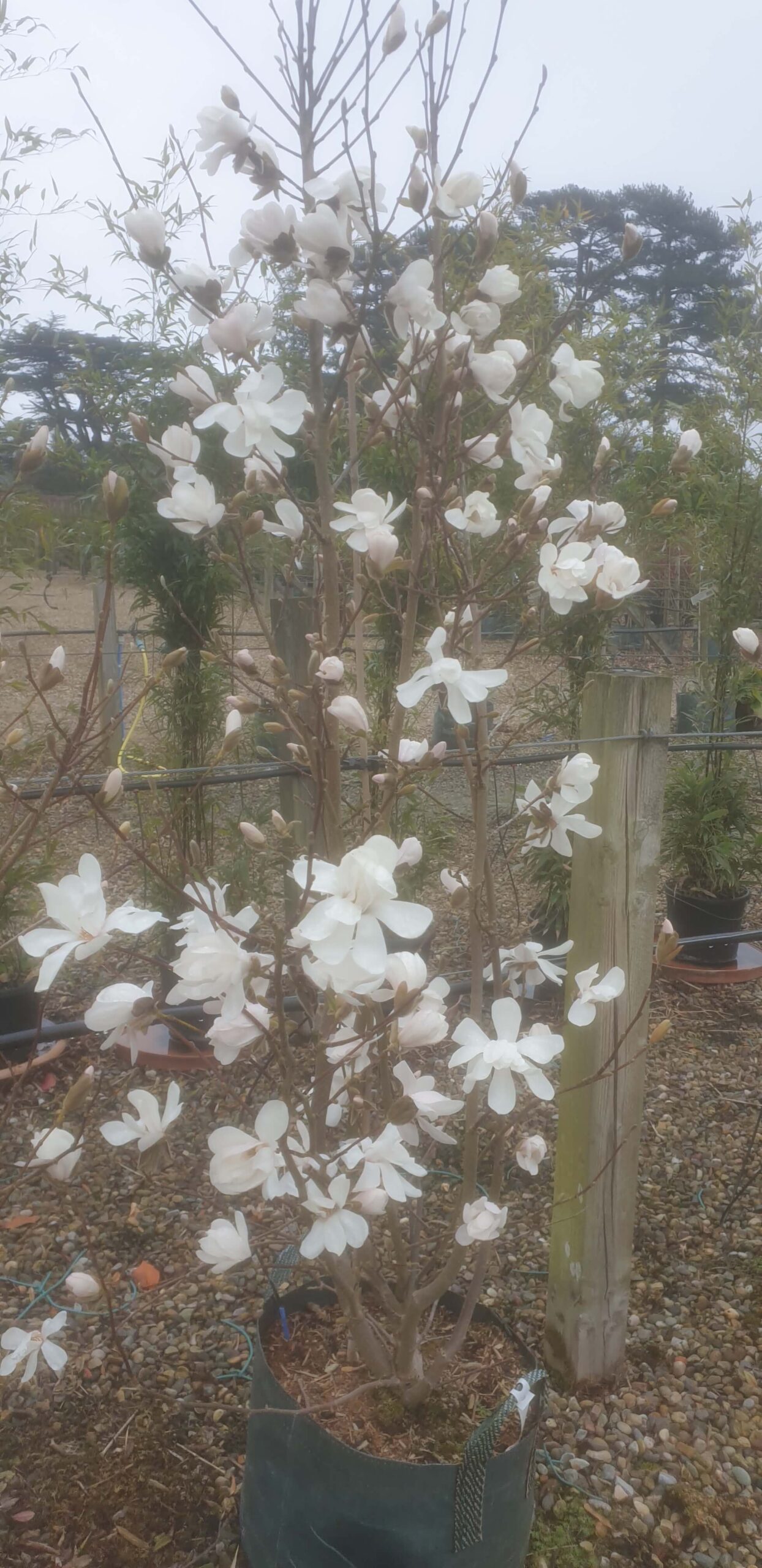 Magnolia x loebneri 'Merrill'