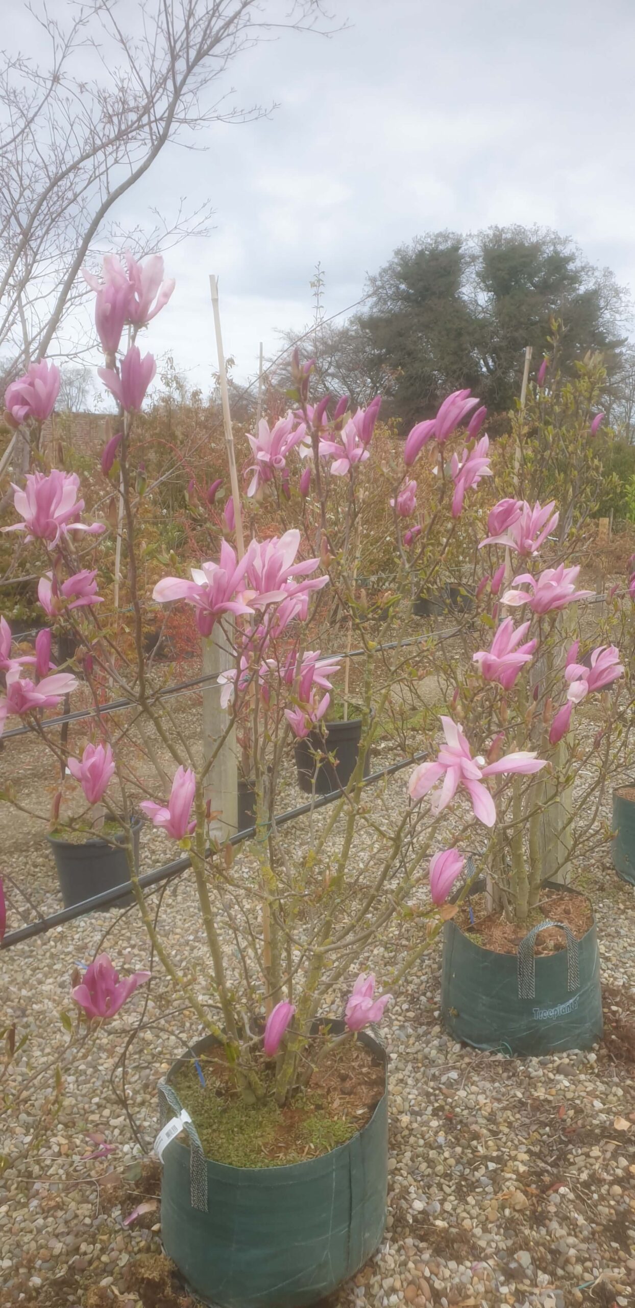 Magnolia 'Susan'