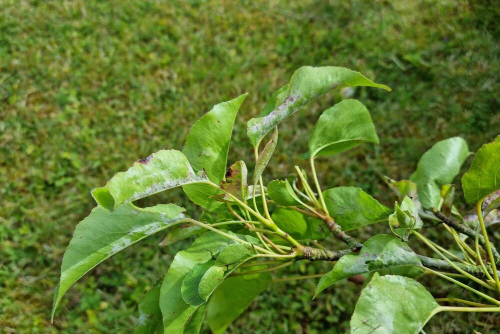 Powdery Mildew On Pyrus