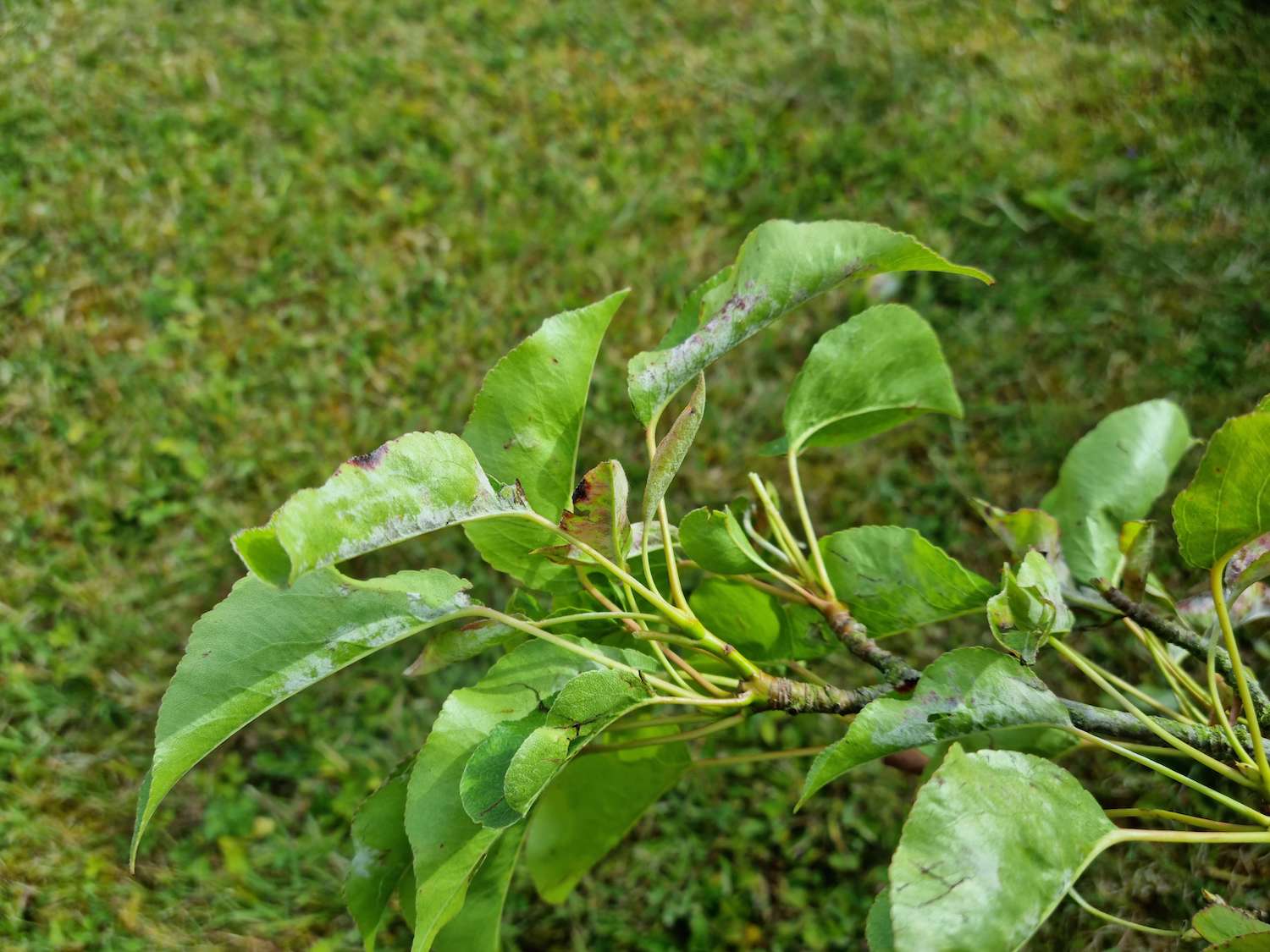 Bergenia cordifolia