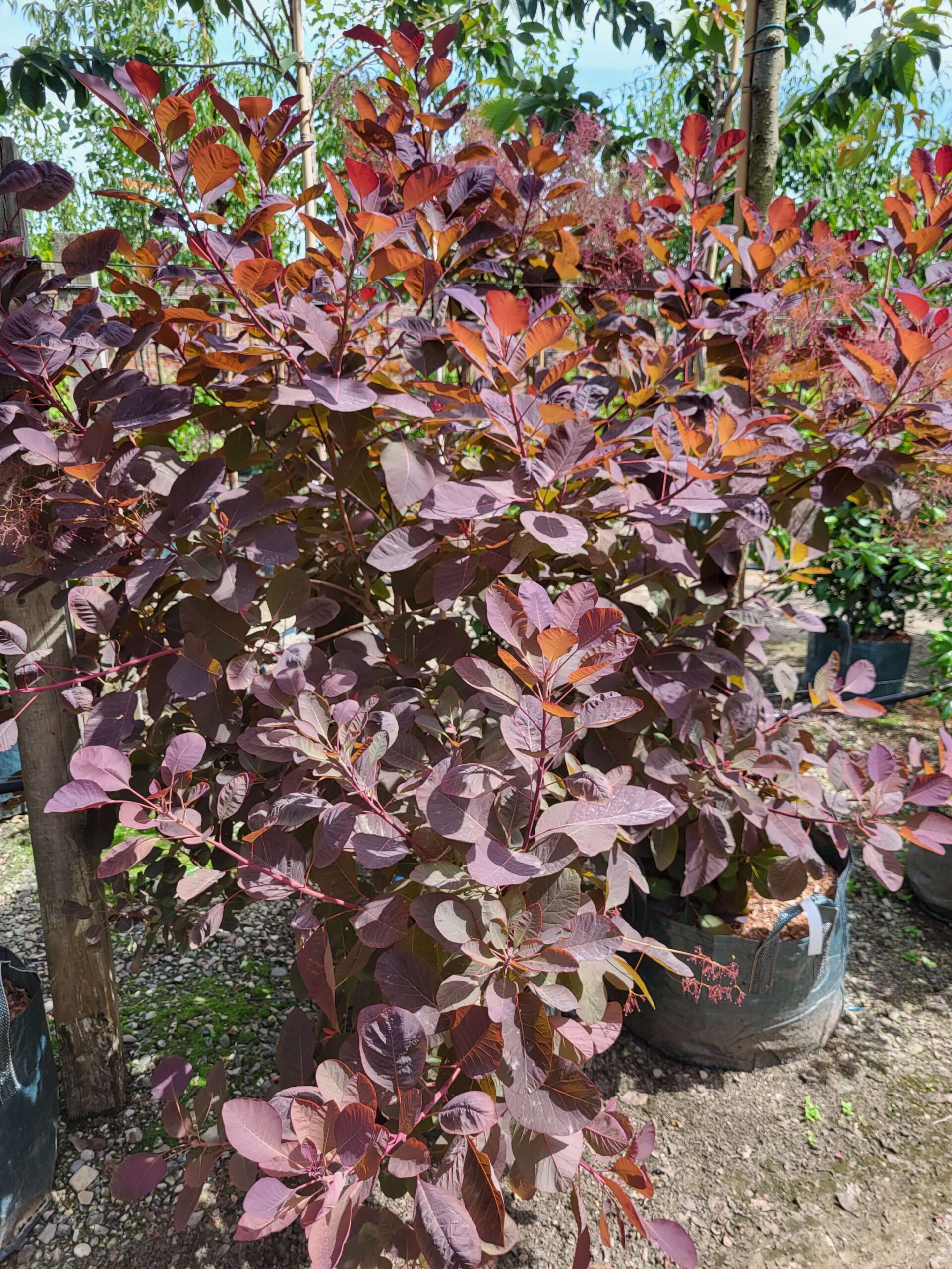 Smoke Bush