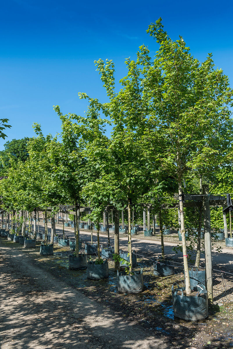 Field Maple tree