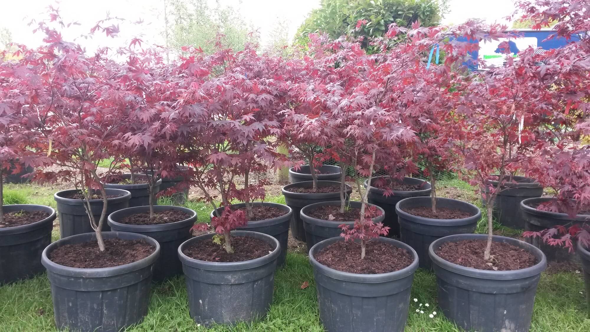 Japanese Maple "Bloodgood"