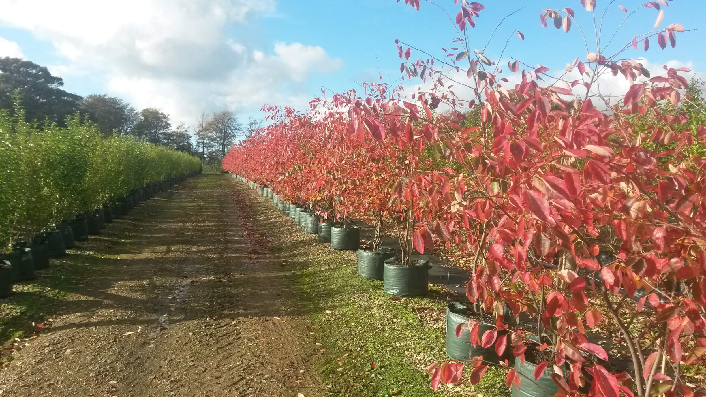 Amelanchier in the wind