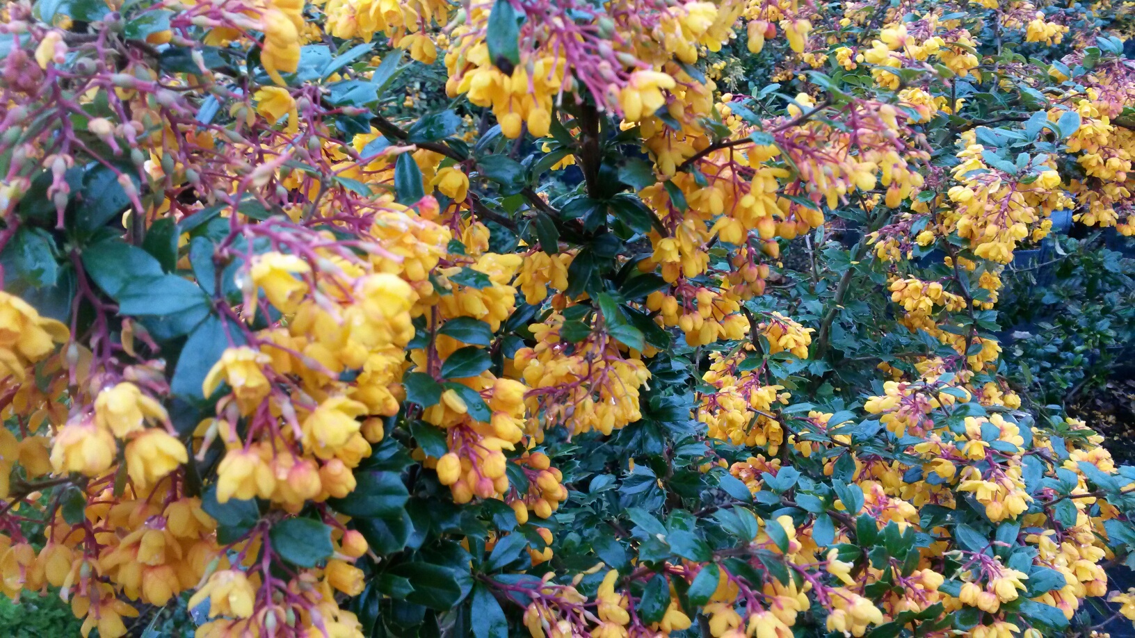 Berberis darwinii flower