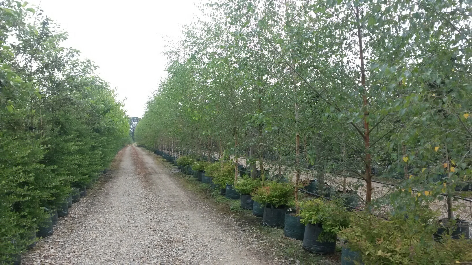 Silver Birch trees