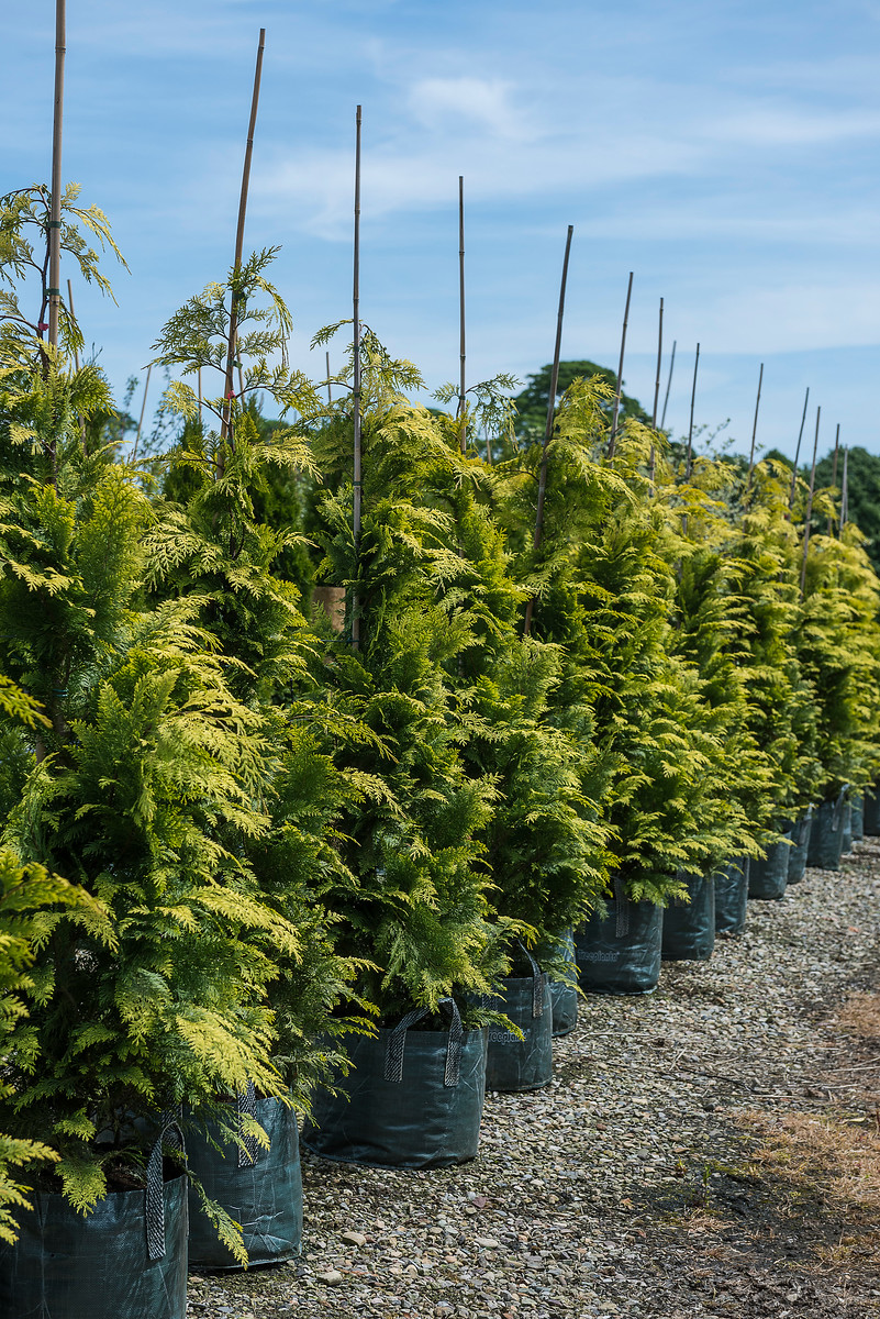 Golden Lawson Cypress