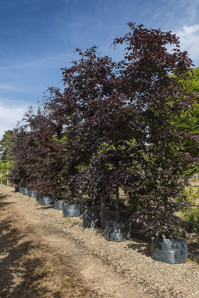 Copper Beech