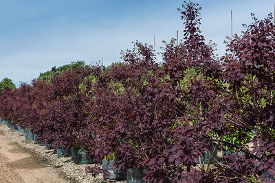 Smoke bush