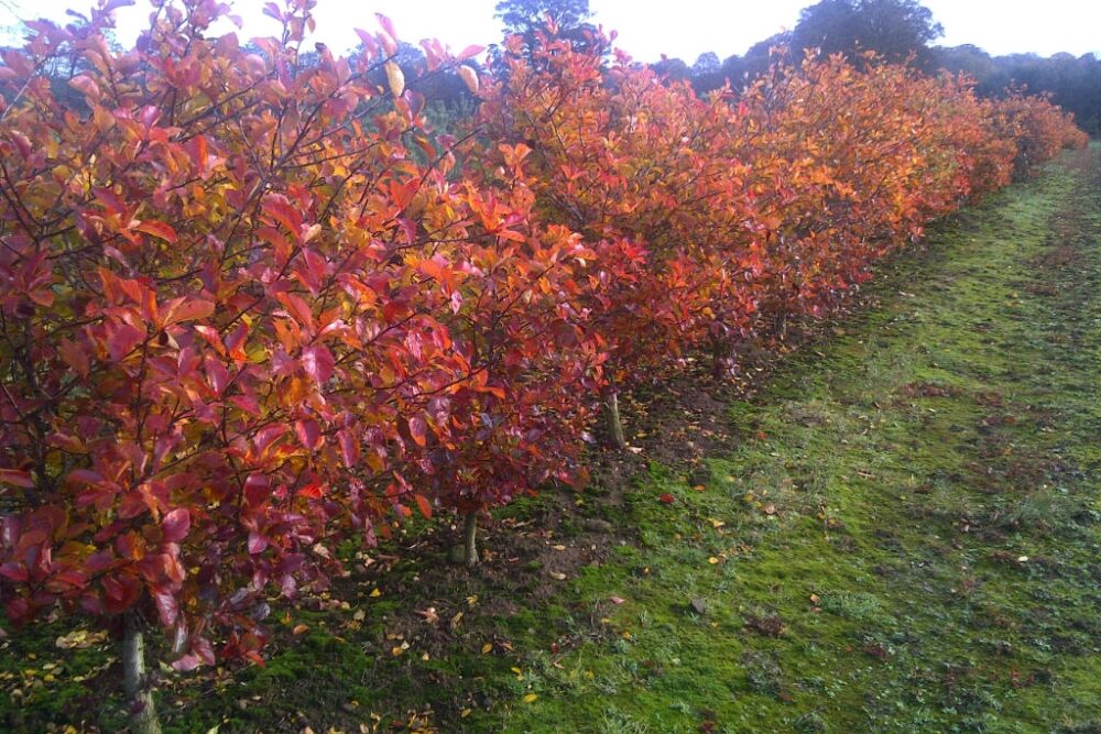 Crataegus Prunifolia Hedging