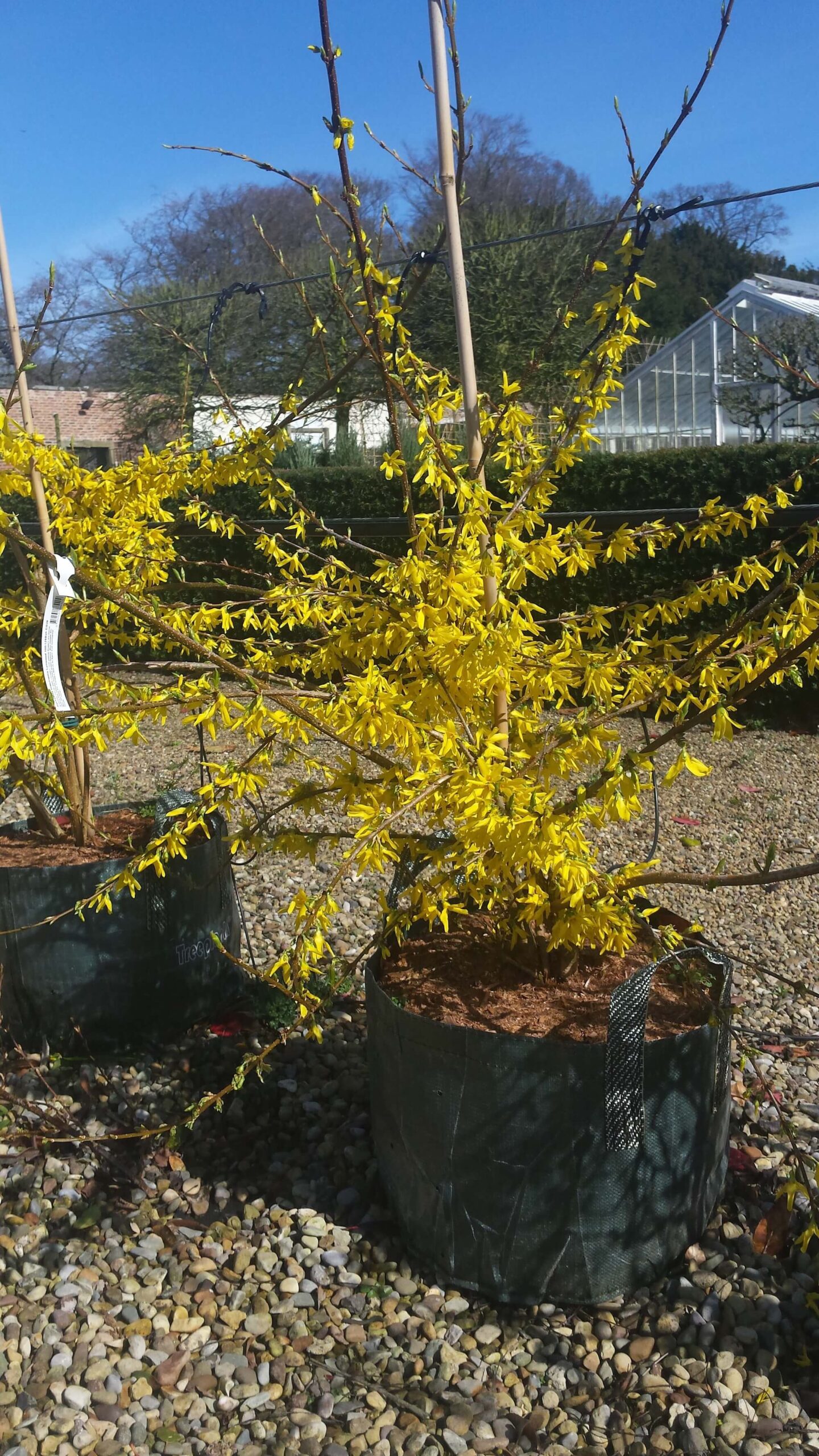 Forsythia