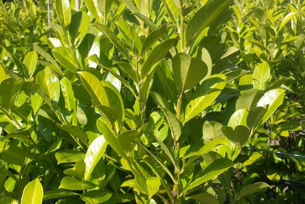 Hungry yellow laurel