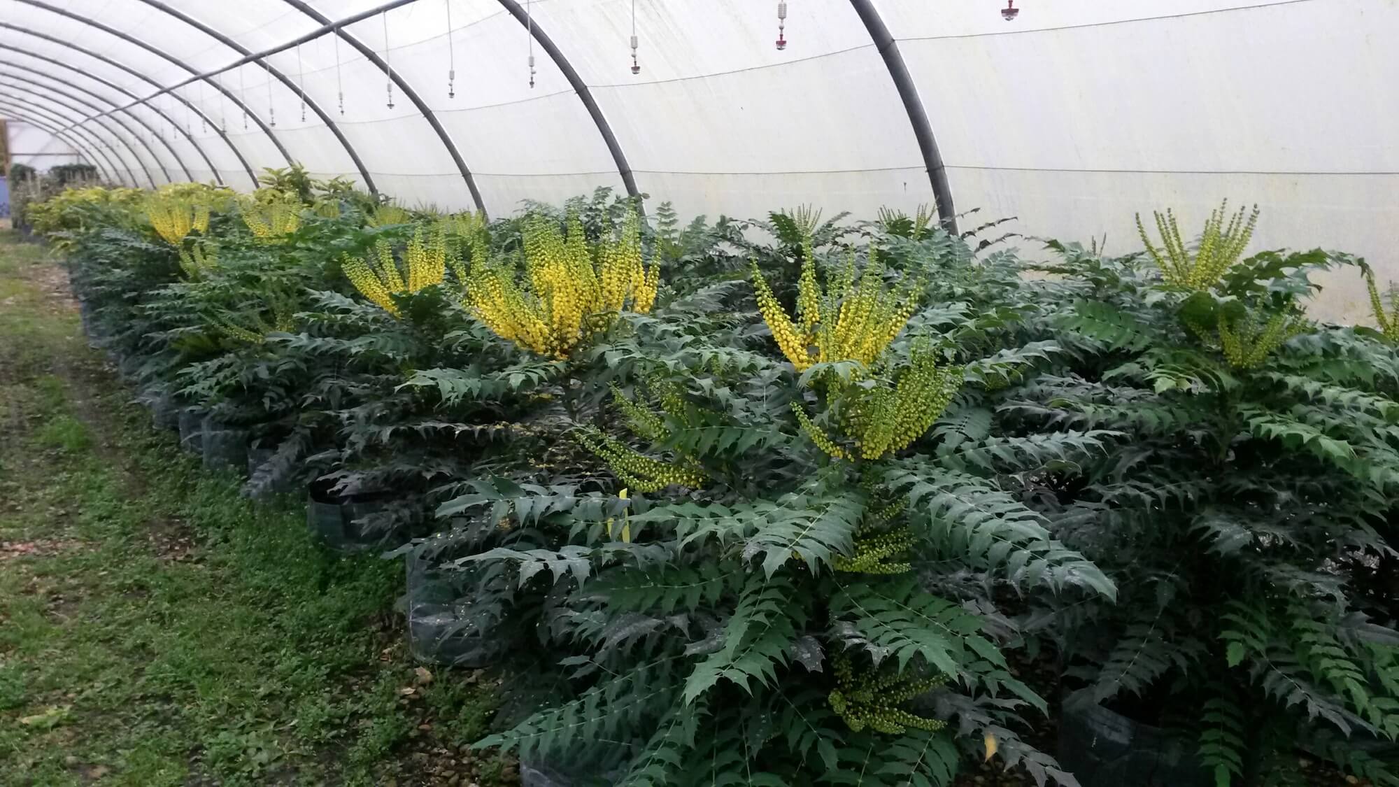 Mahonia Wintersun
