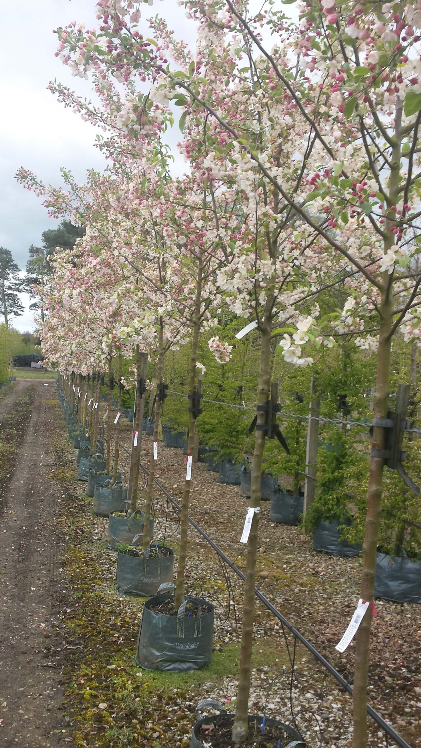 Crab apple trees