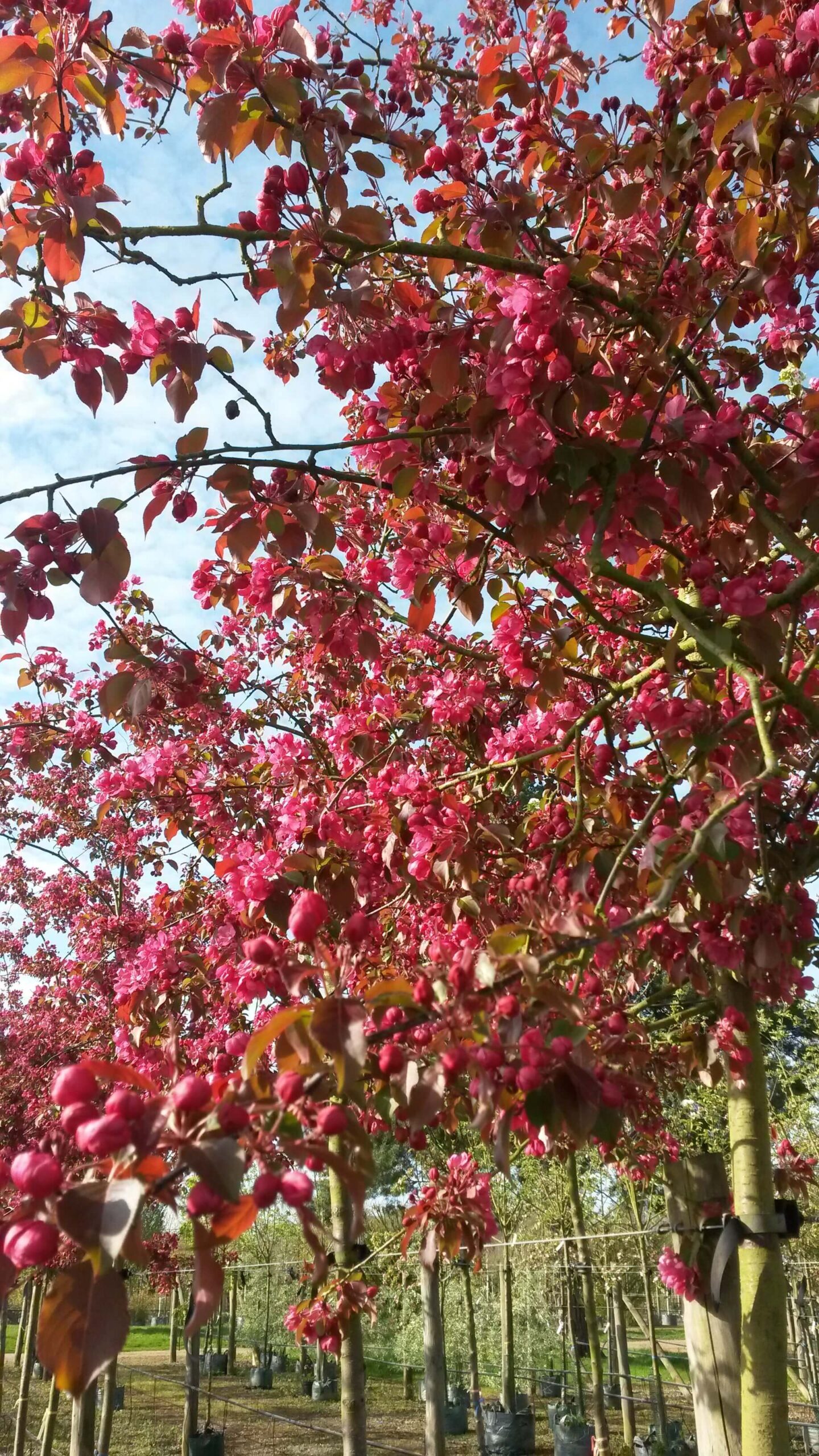 Crab apple malus rudolph