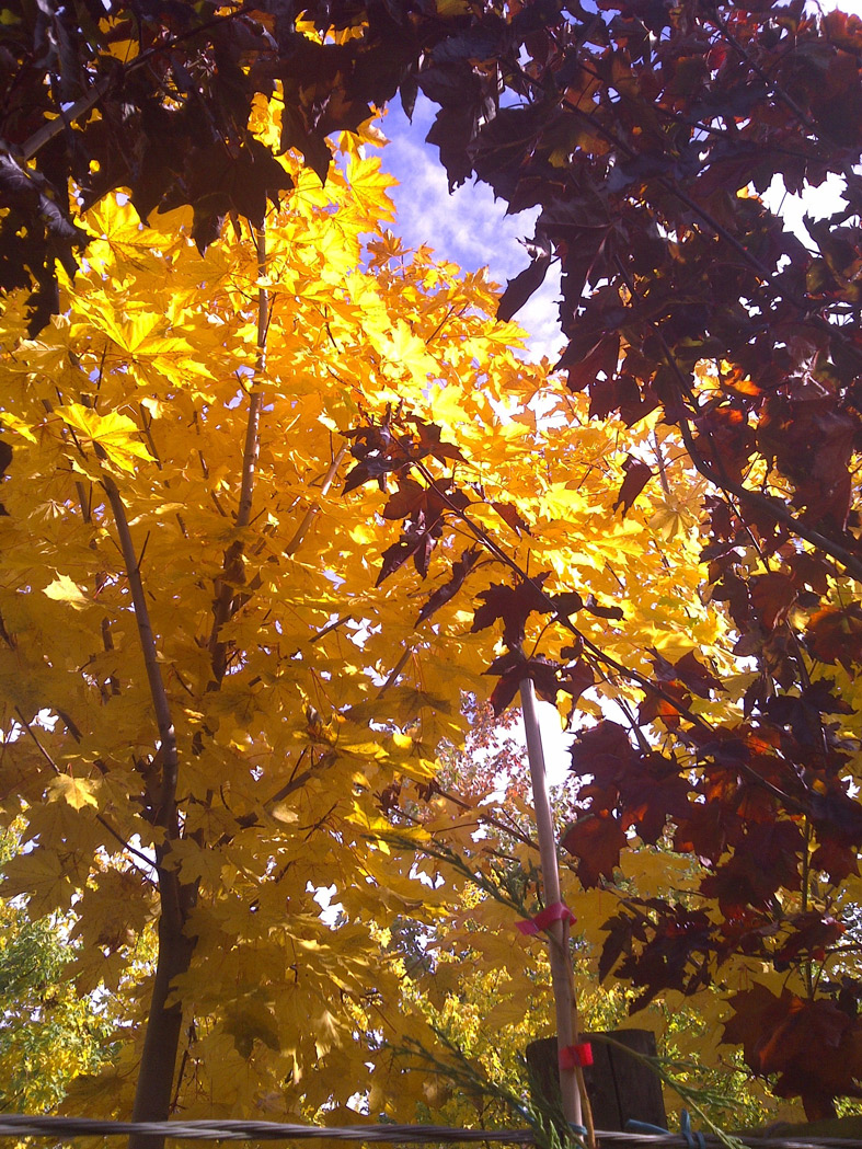 Norway Maple