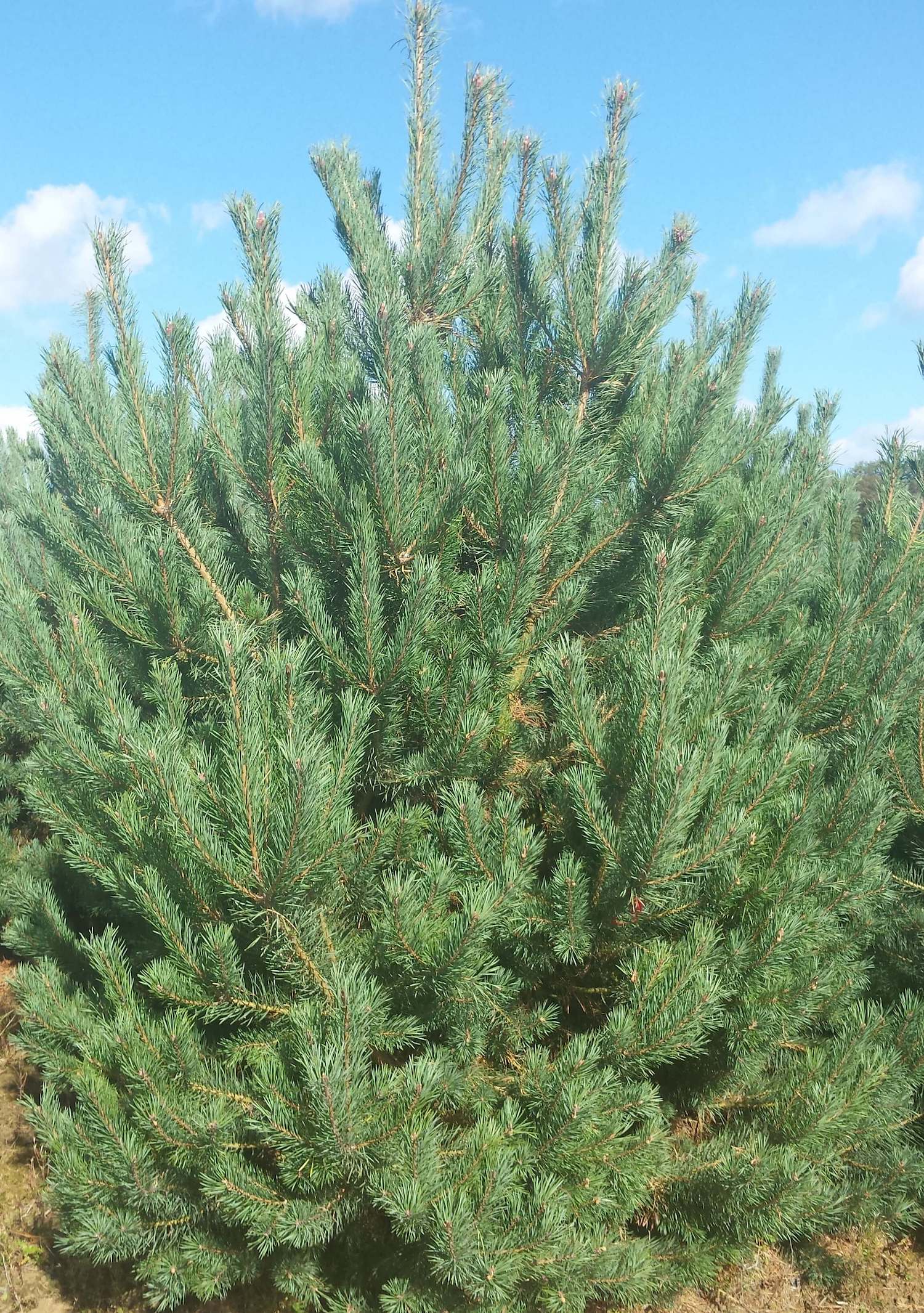 Scots Pine tree for sale