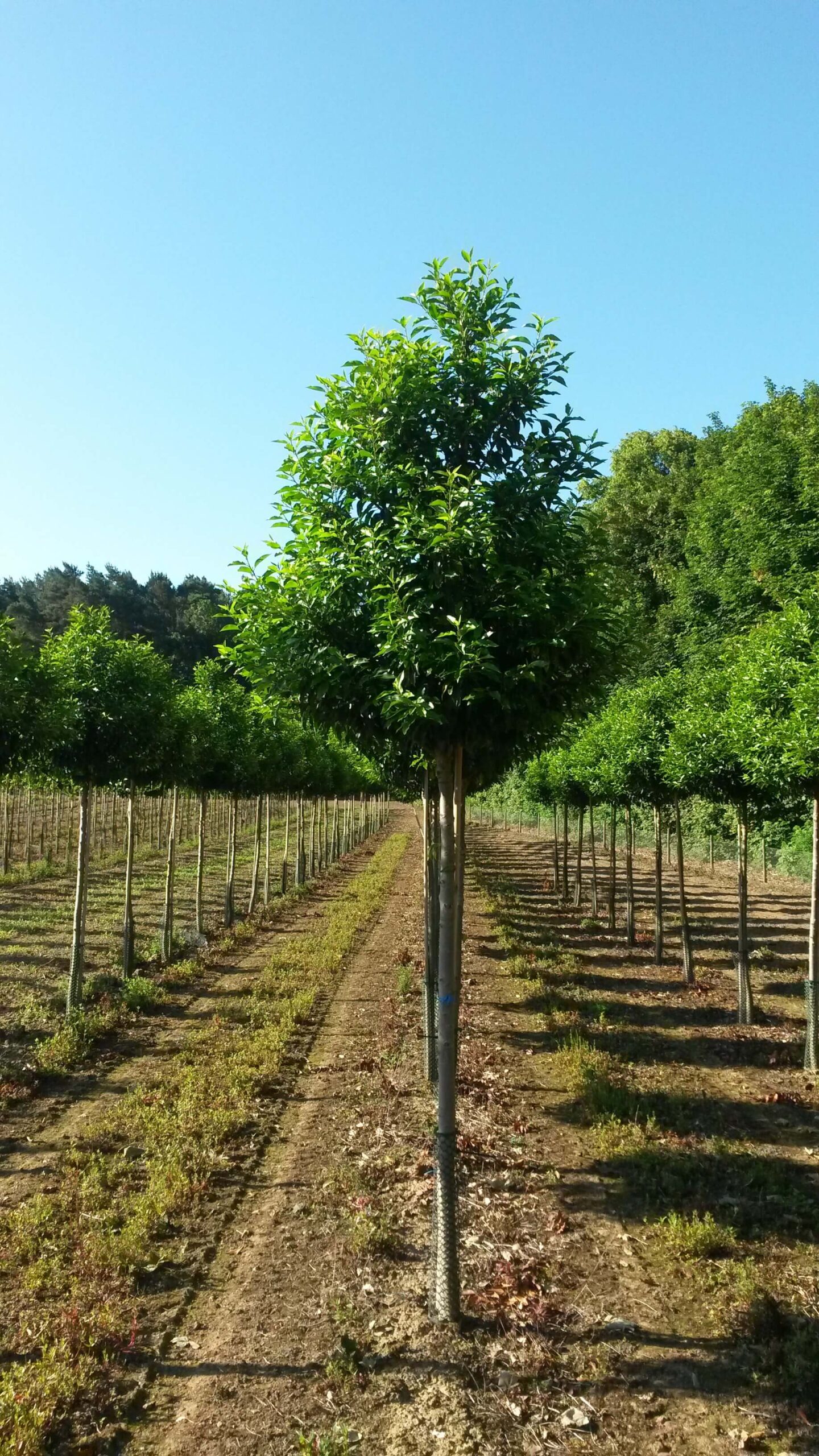 Portuguese laurel UK grown trees