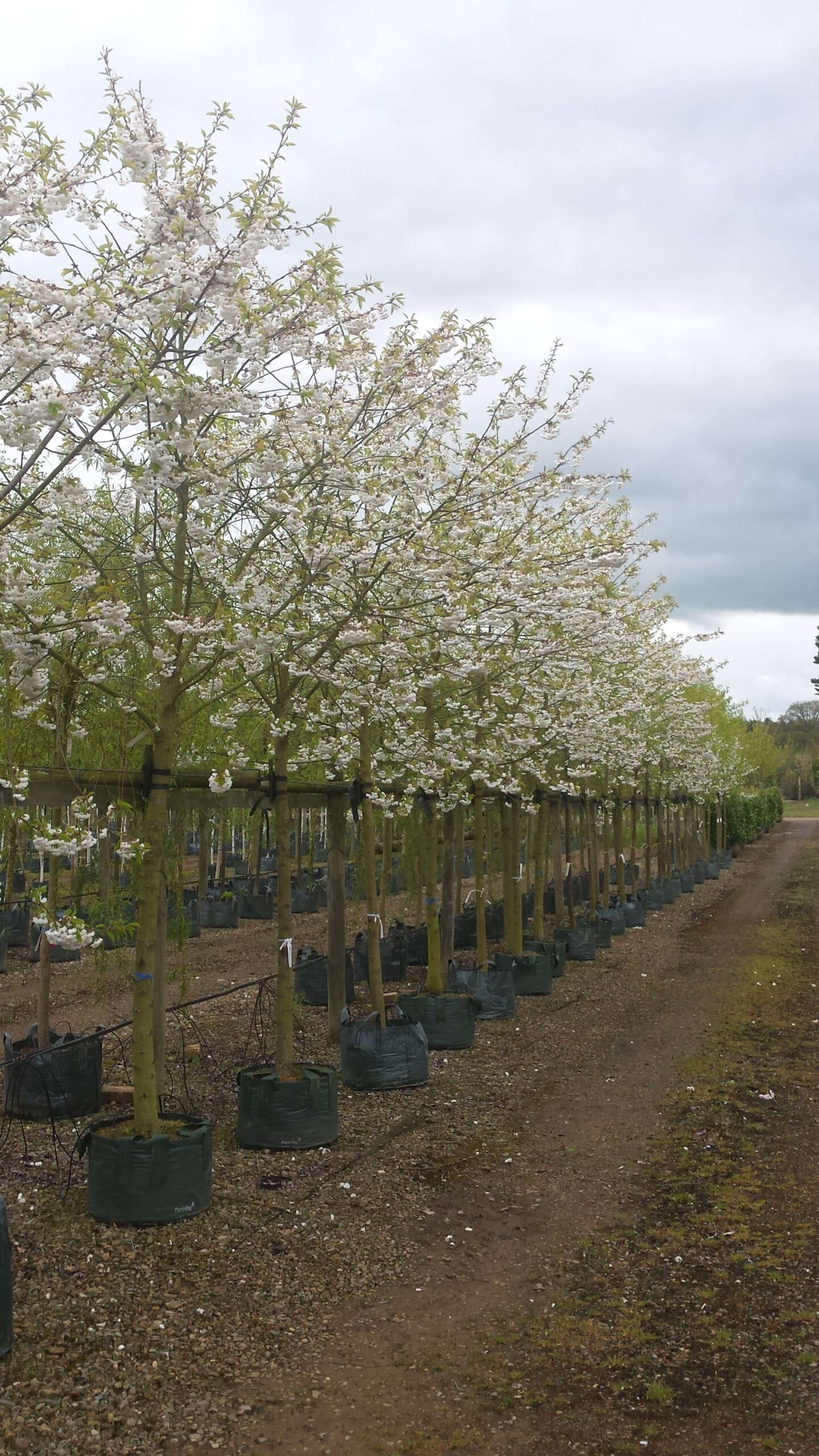 Double Flowered Ornamental cherries