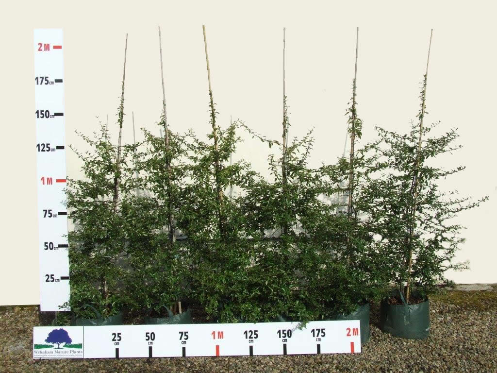 Pyracantha hedge plants Pyracantha hedge plants