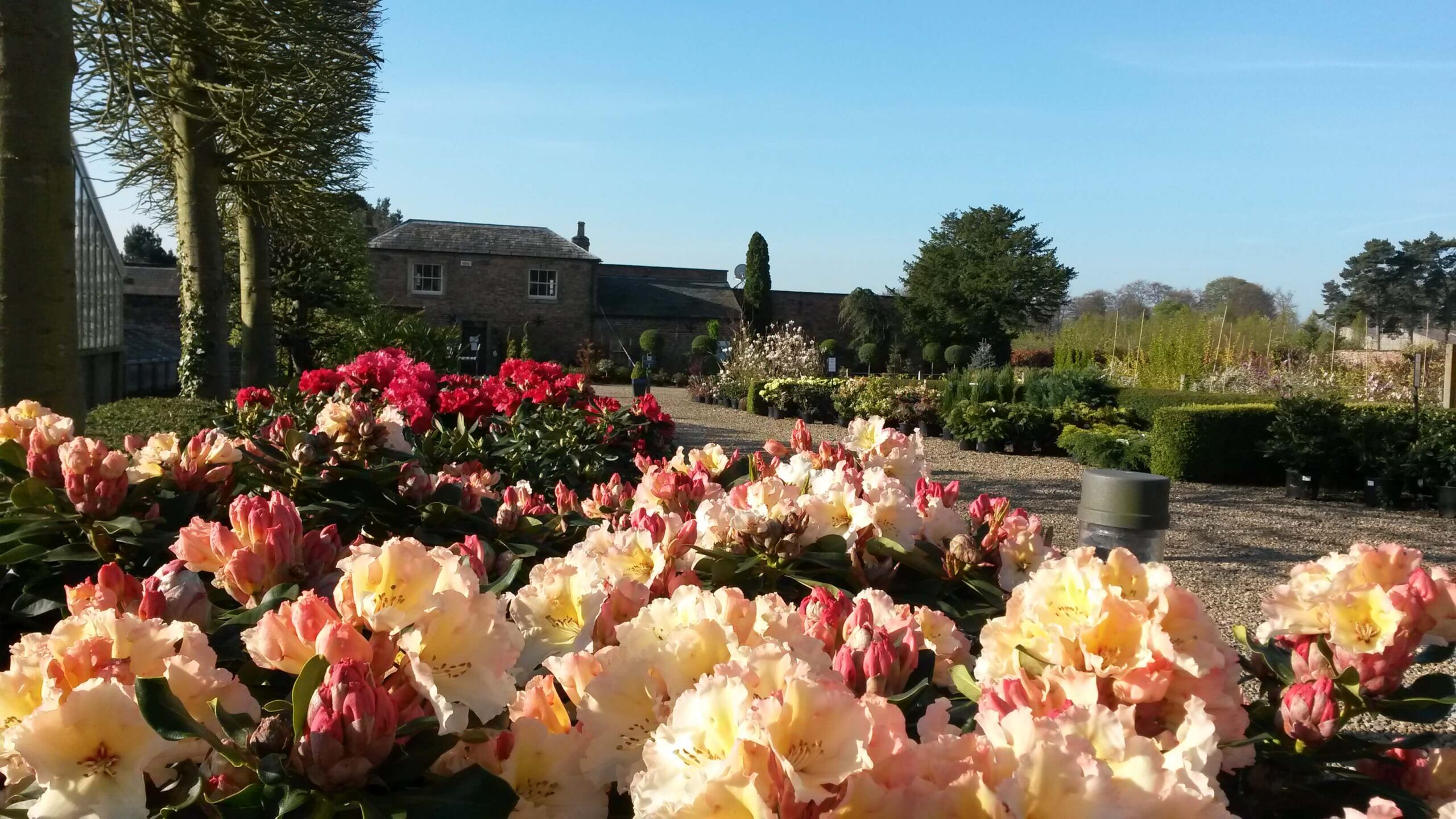 Rhododendrons