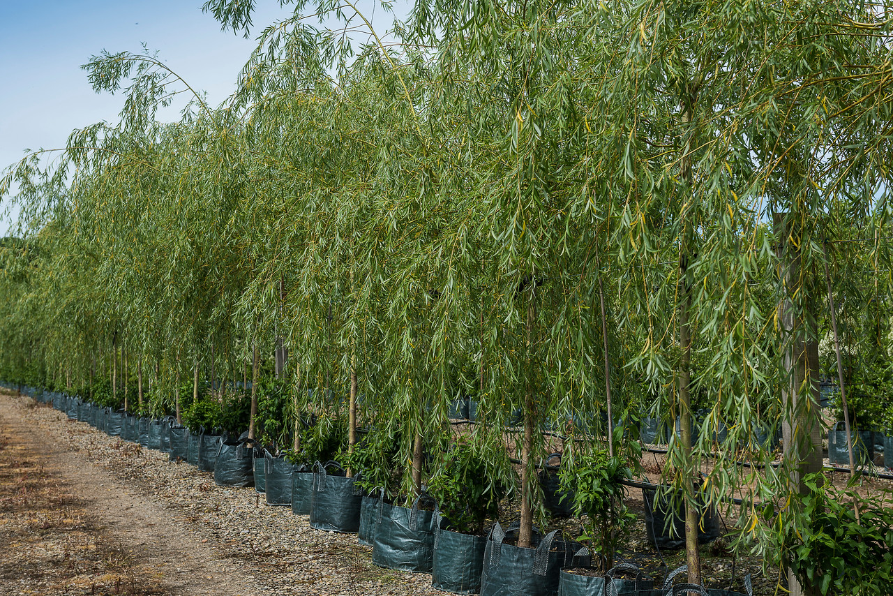 Weeping Willow