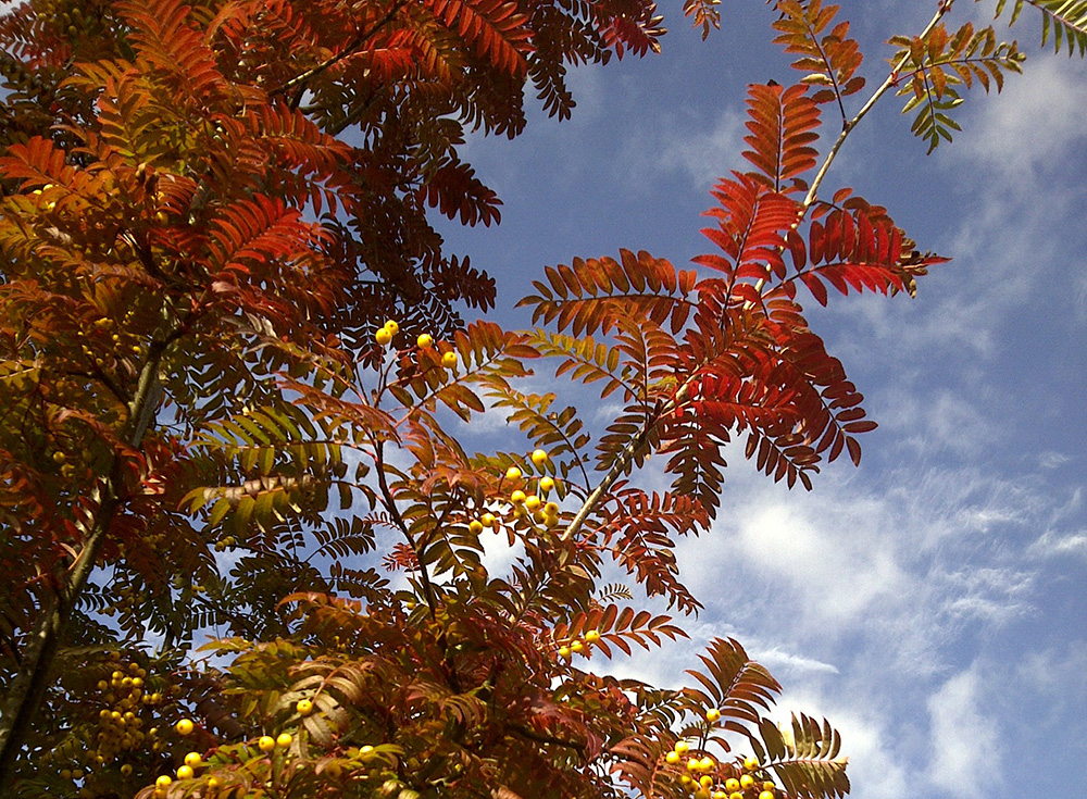 sorbus_joseph_rock