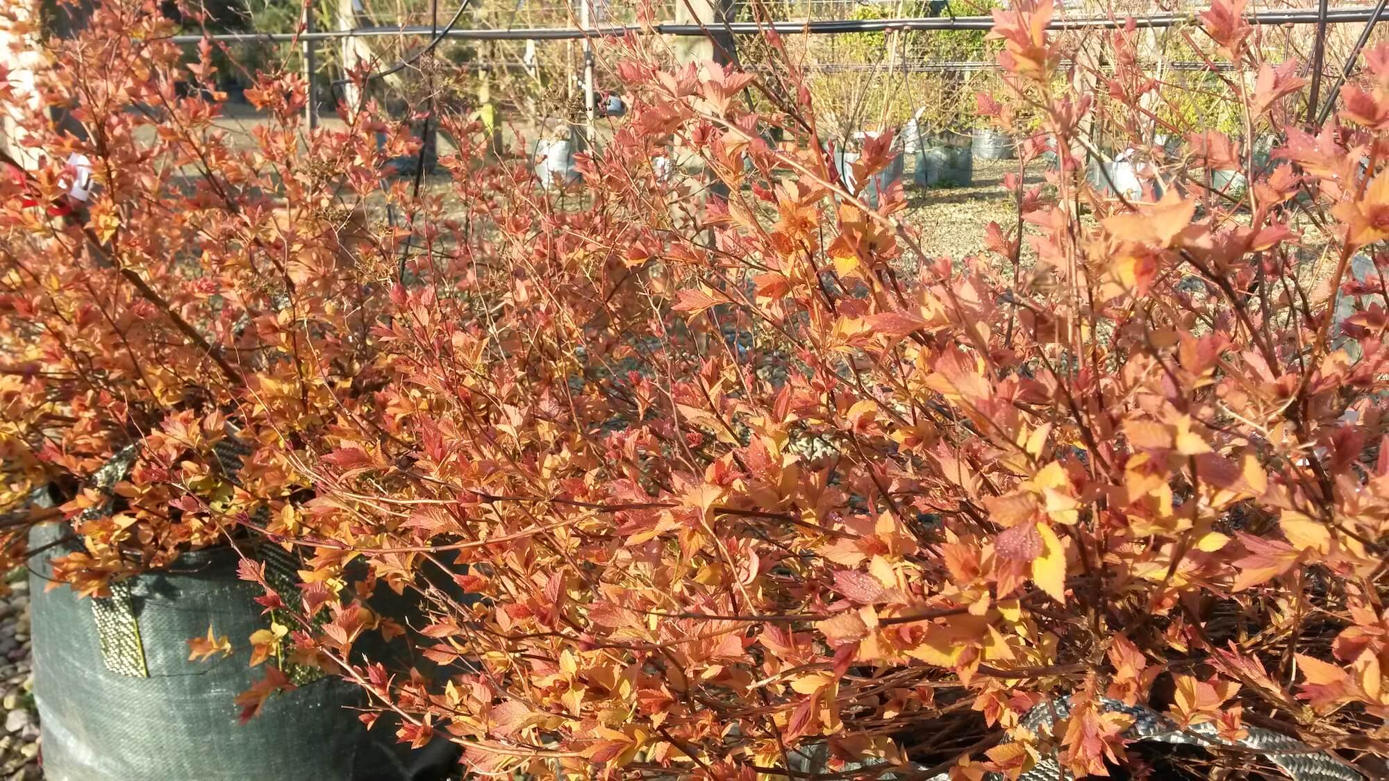Spirea japonica Firelight
