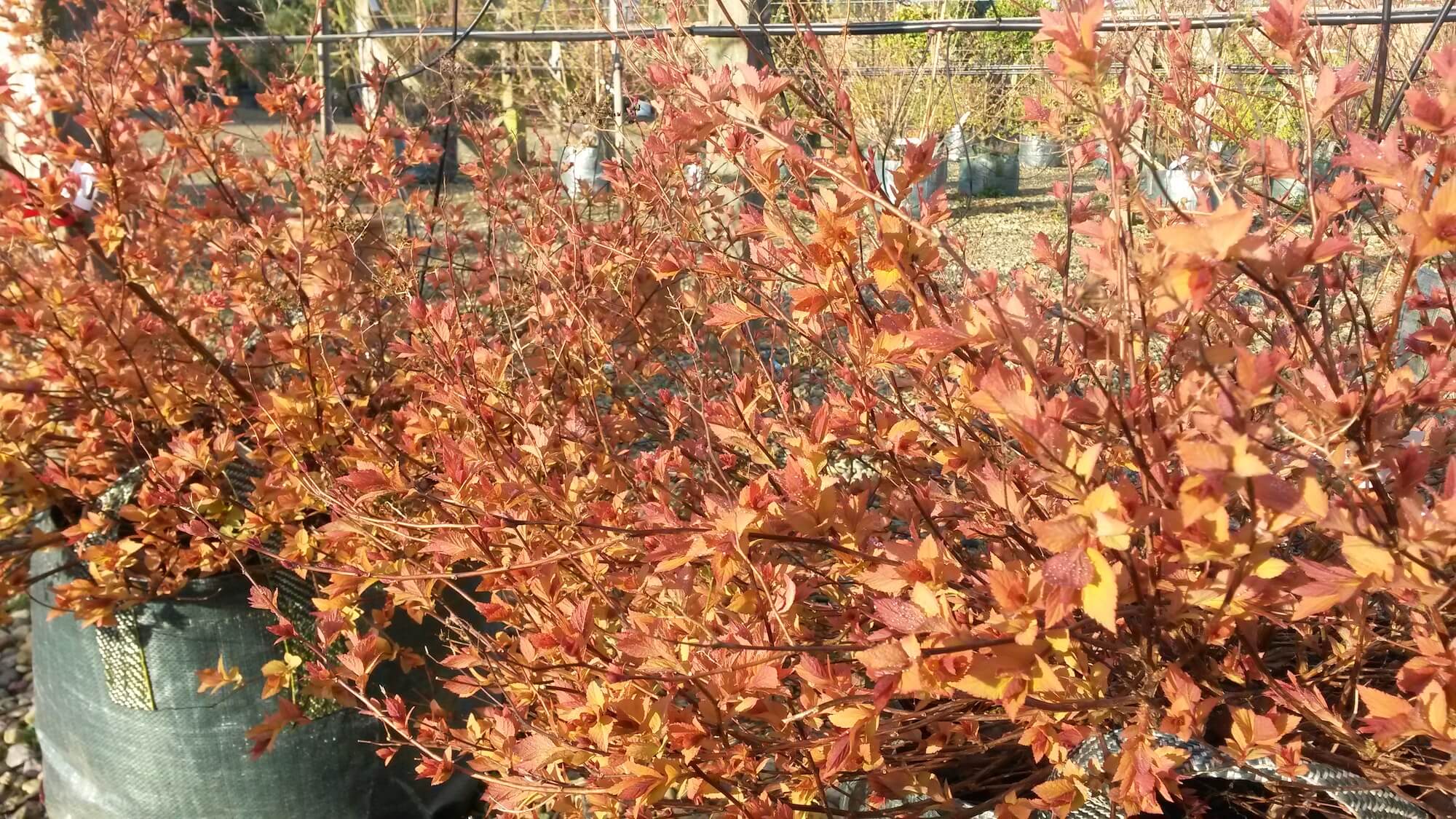 Spirea japonica Firelight