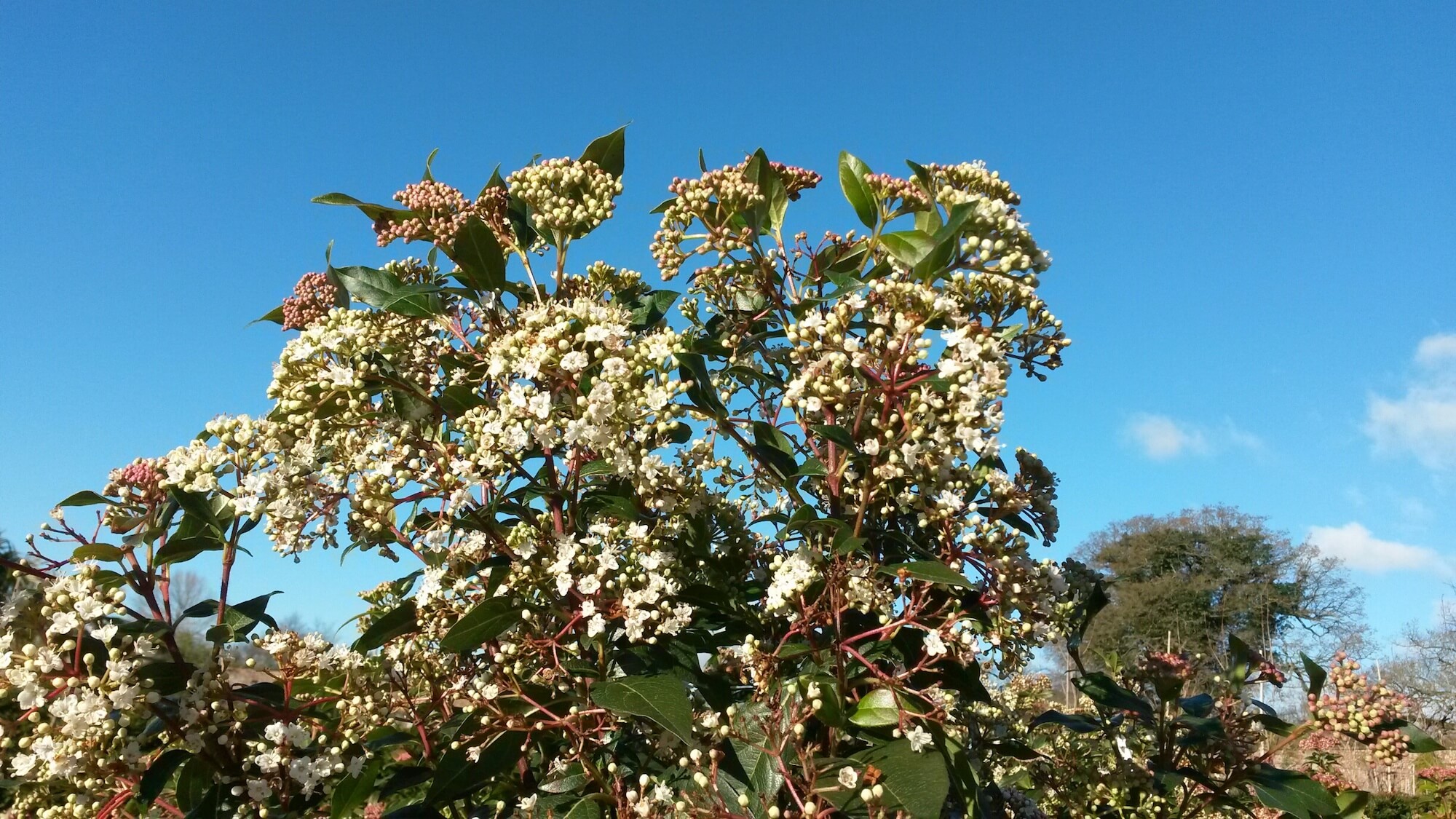 Viburnum tinus